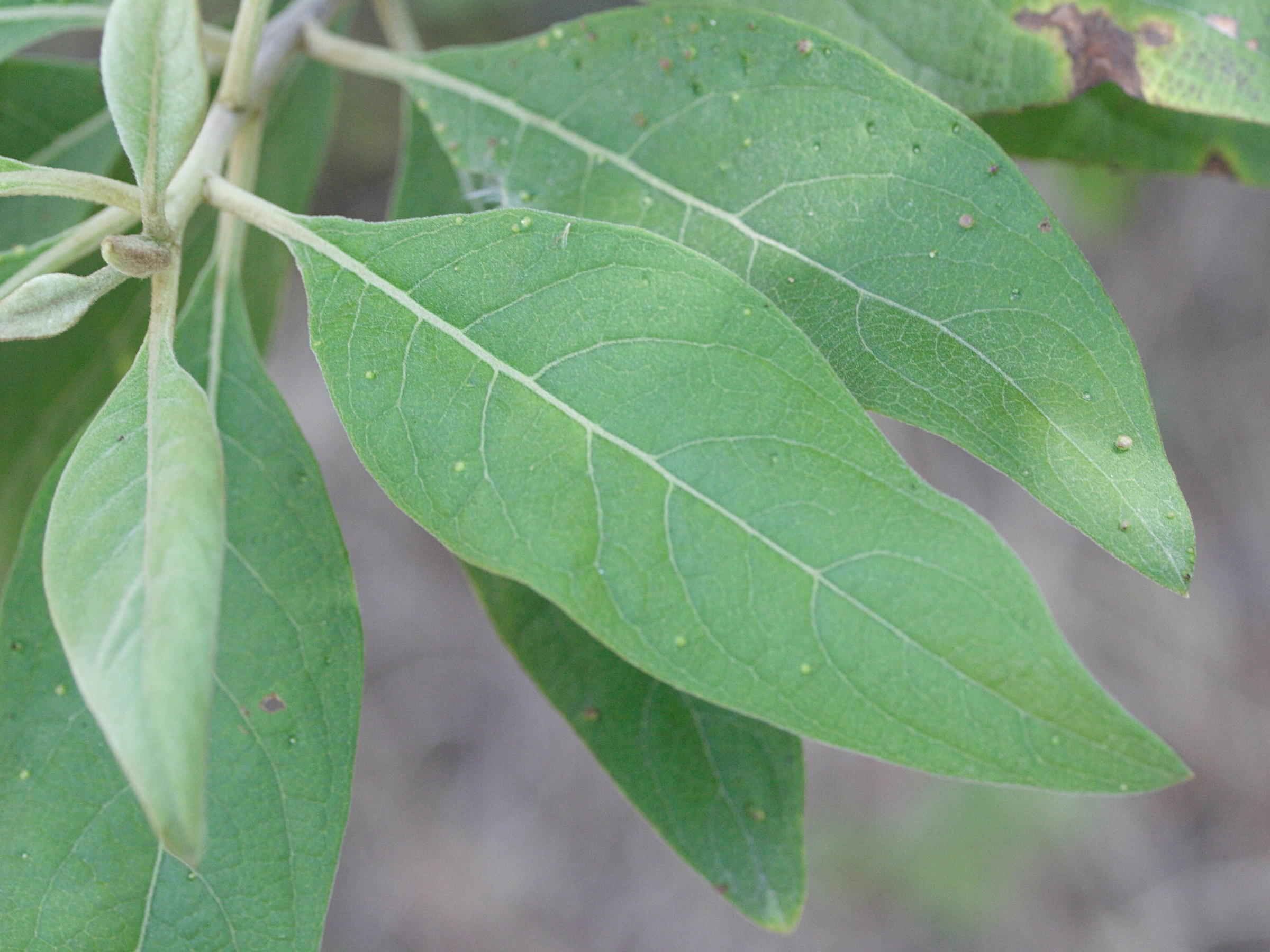 pluchea_carolinensis2md