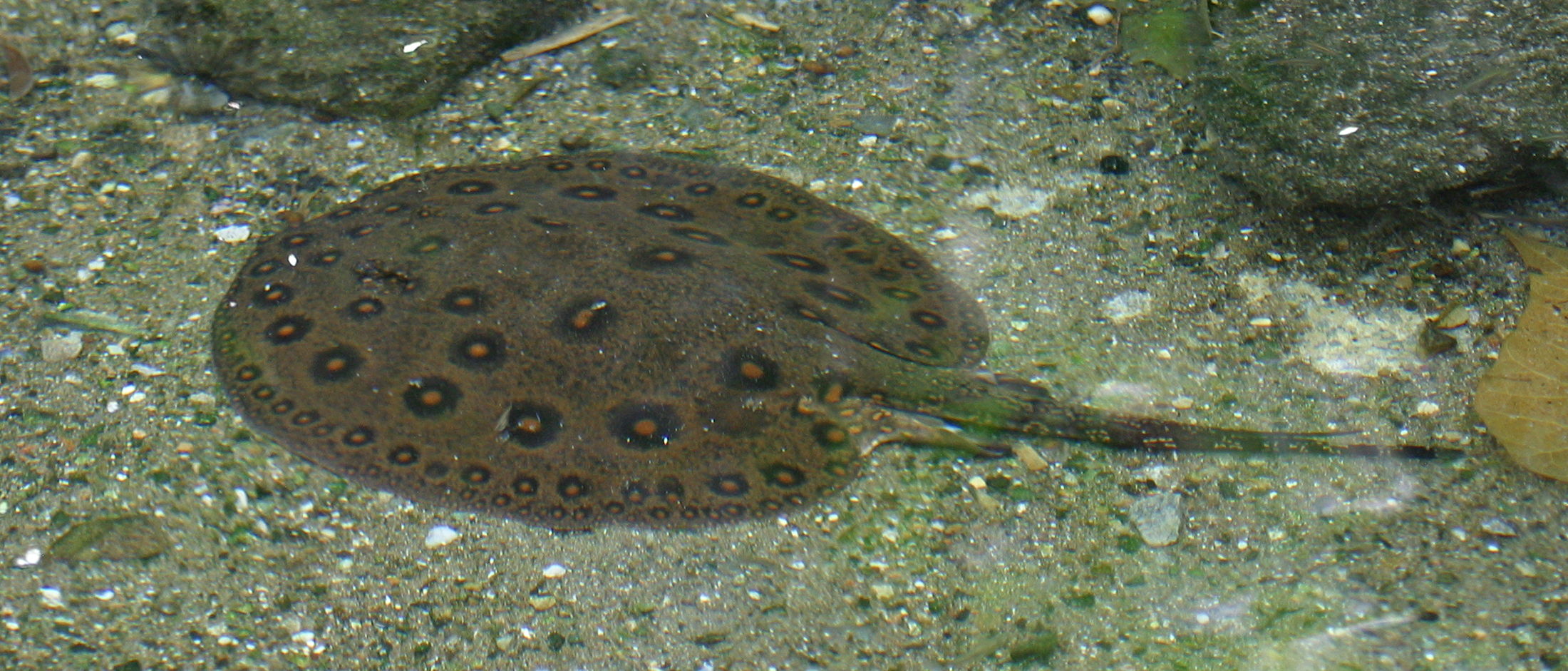 potamotrygon_motoro1bd