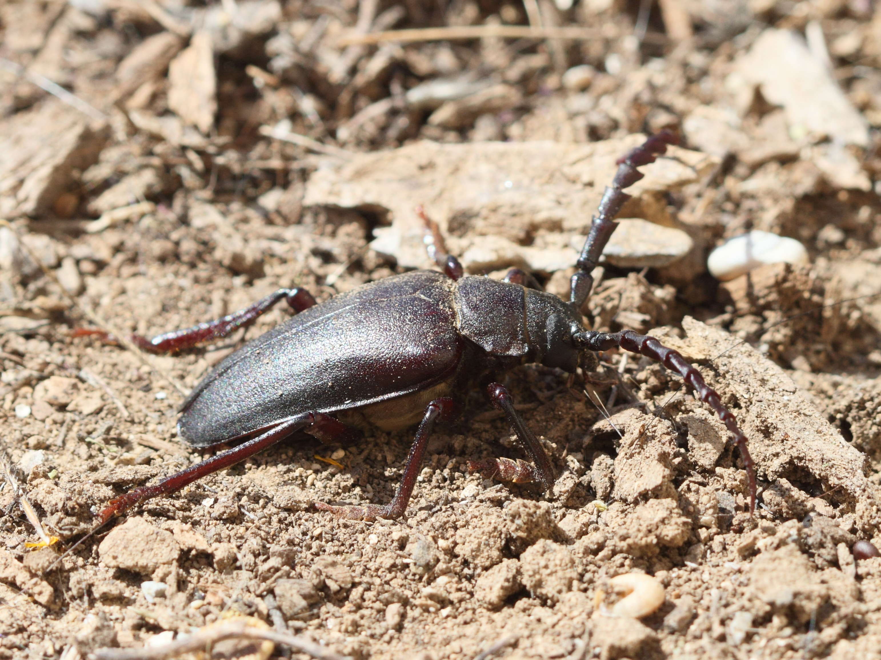 prionus_besikanus2bd