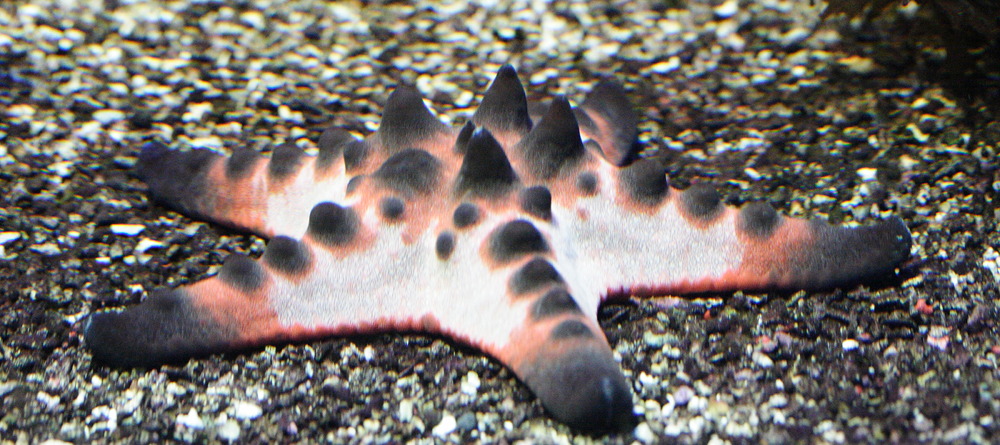 protoreaster_nodosus1md