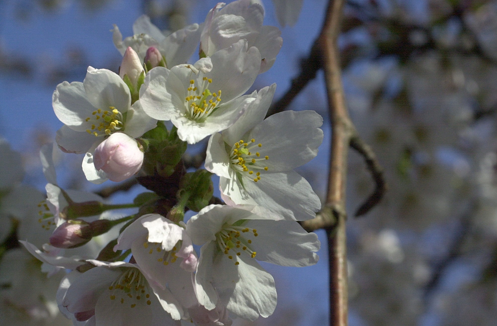 Afficher le média prunus_avium3md prunus_avium3md