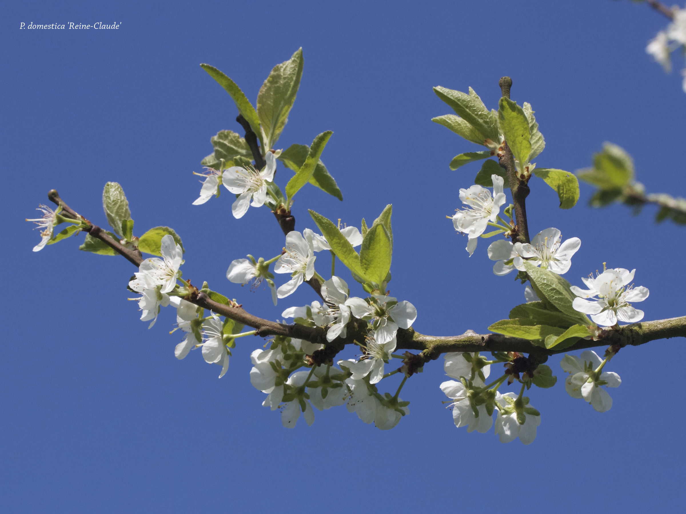 prunus_domestica_reine-claude1md