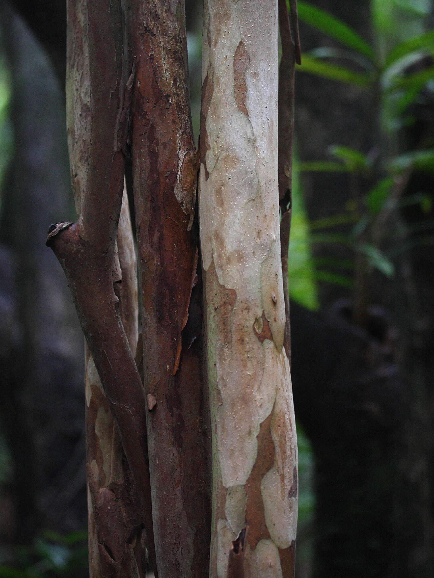 psidium_cattleianum3md