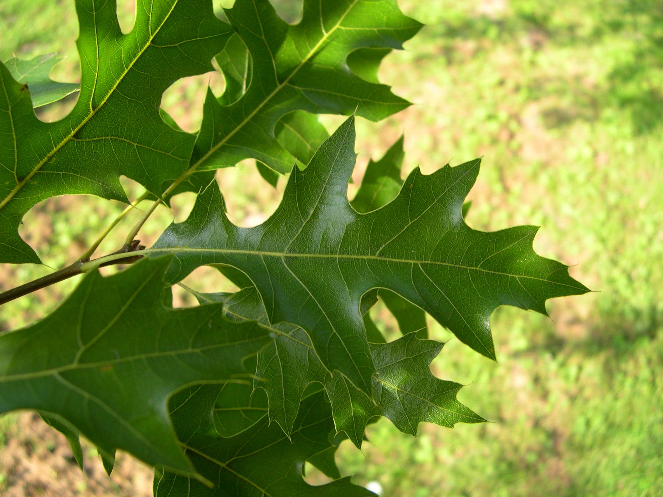 quercus_palustris2md