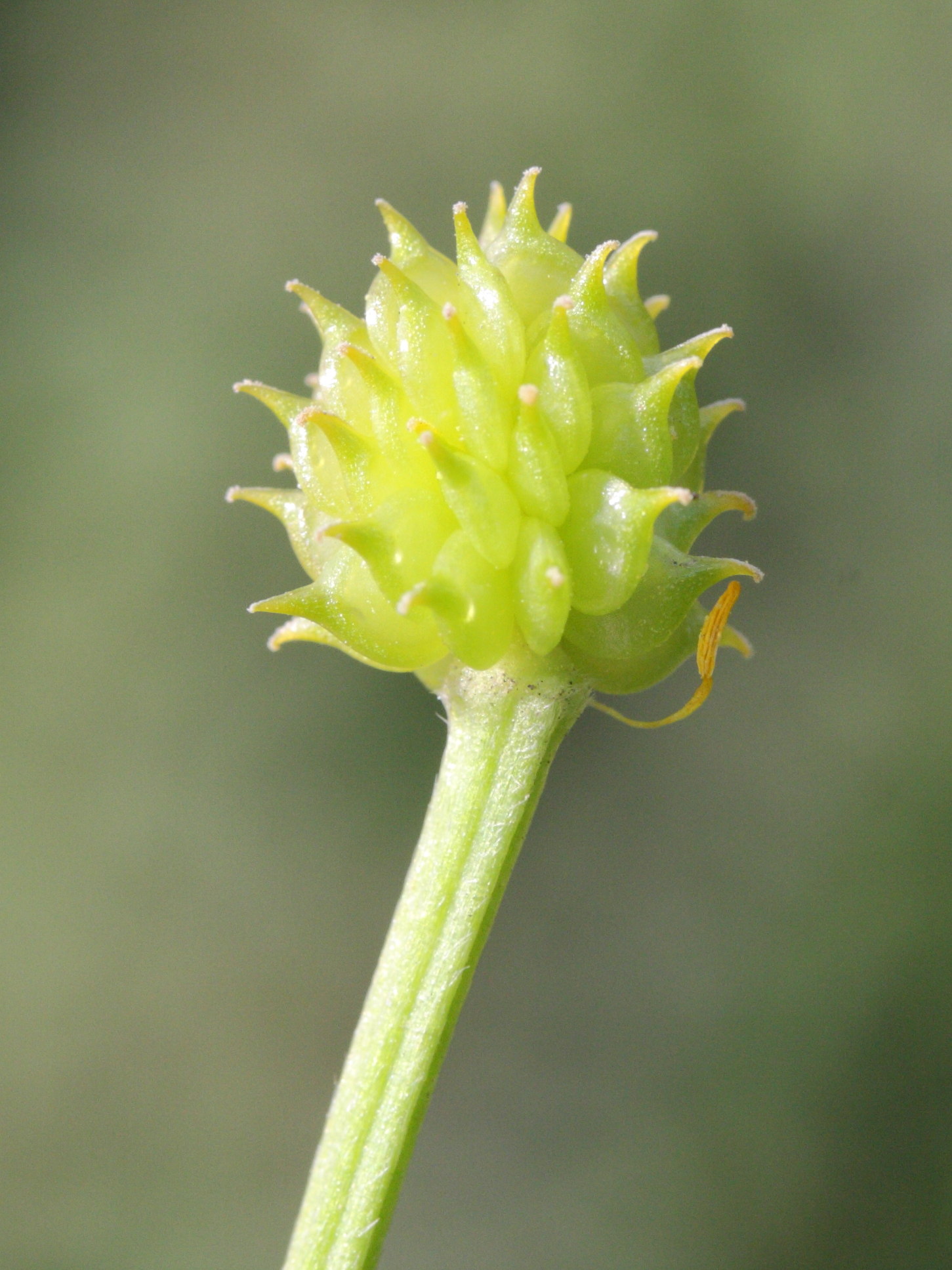 Afficher le média ranunculus_repens4amd ranunculus_repens4amd