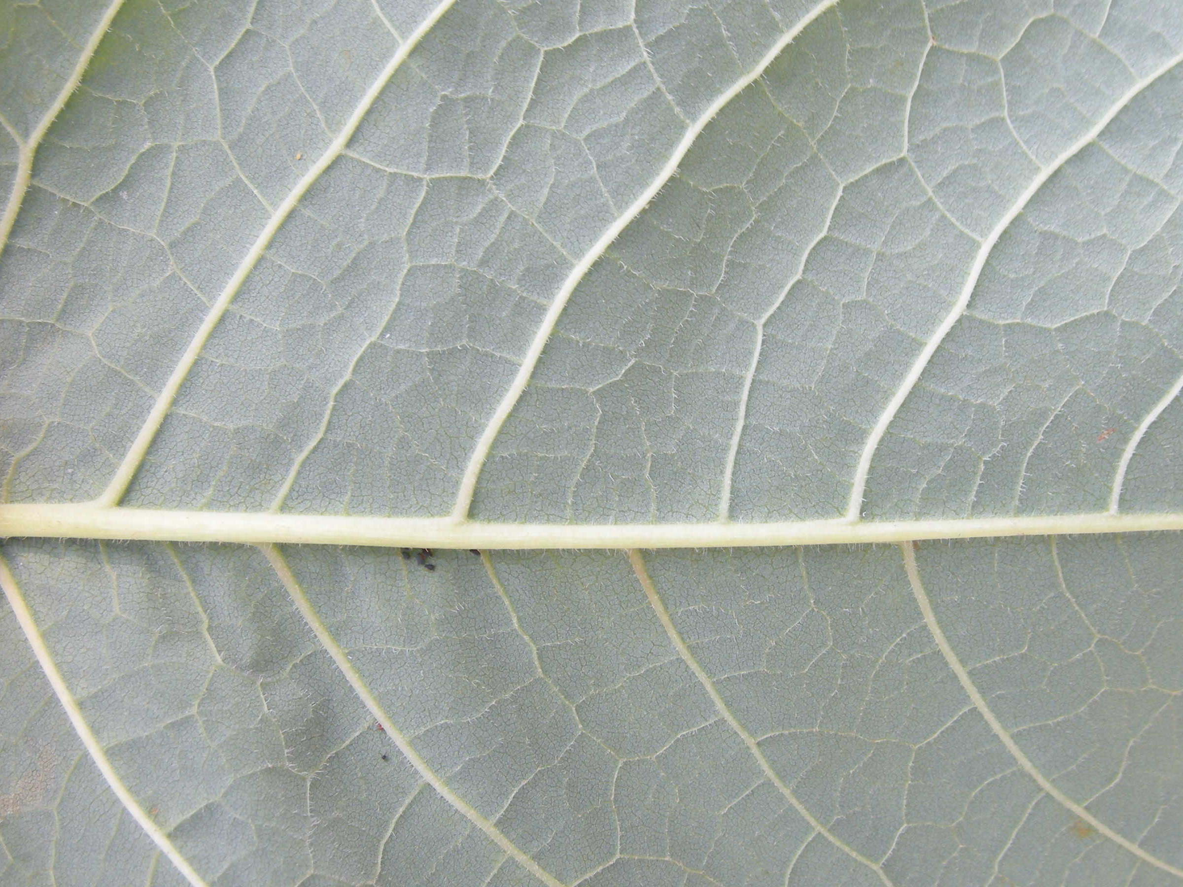 Afficher le média reynoutria_sachalinensis2md reynoutria_sachalinensis2md