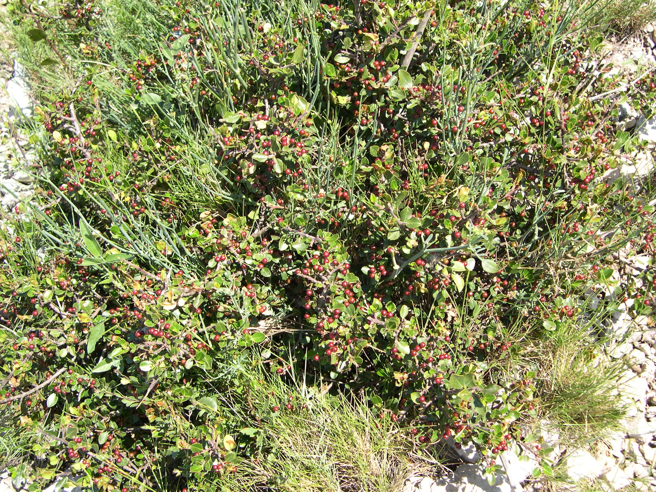 rhamnus_alaternus1md