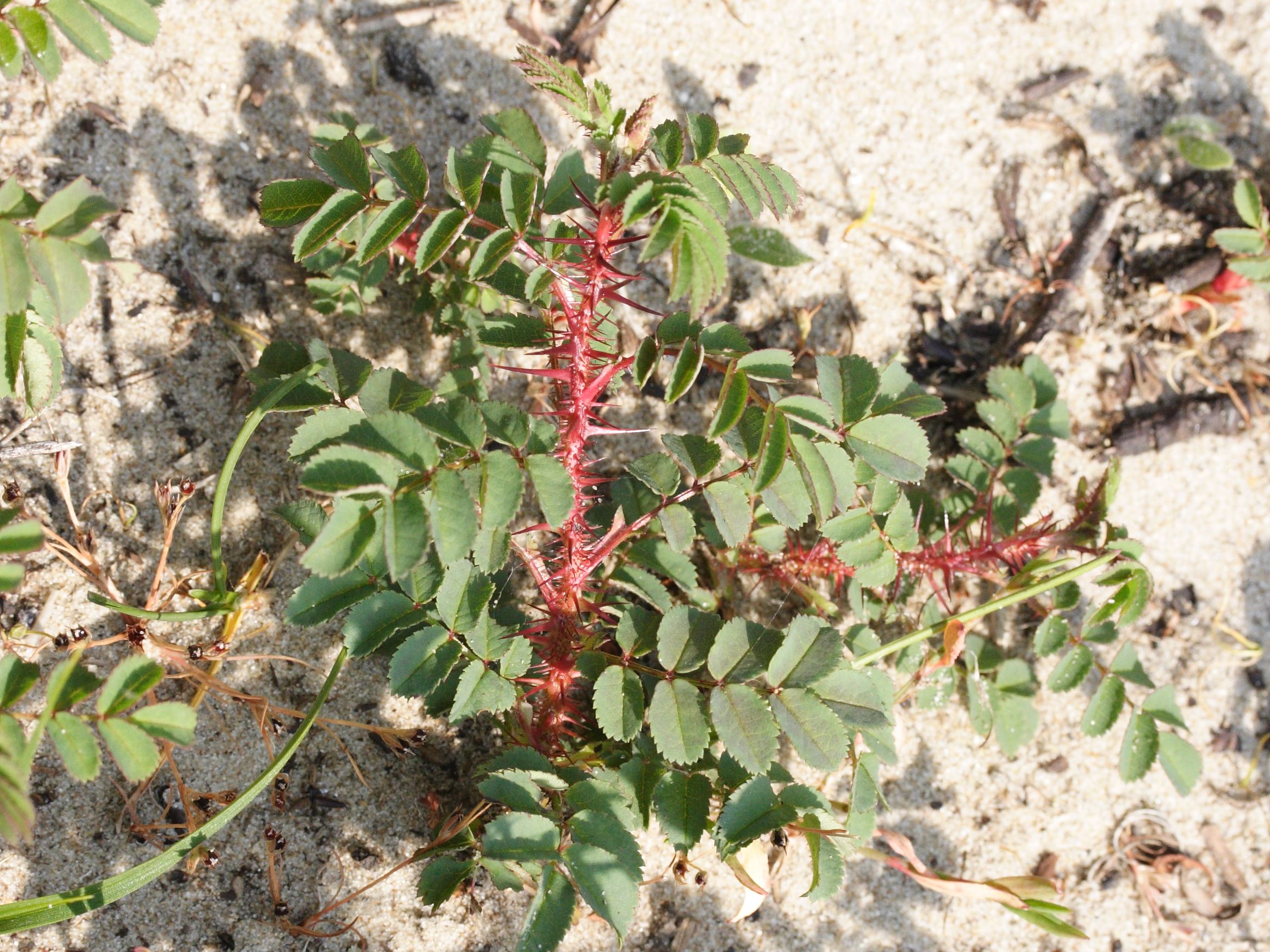 rosa_pimpinellifolia2md