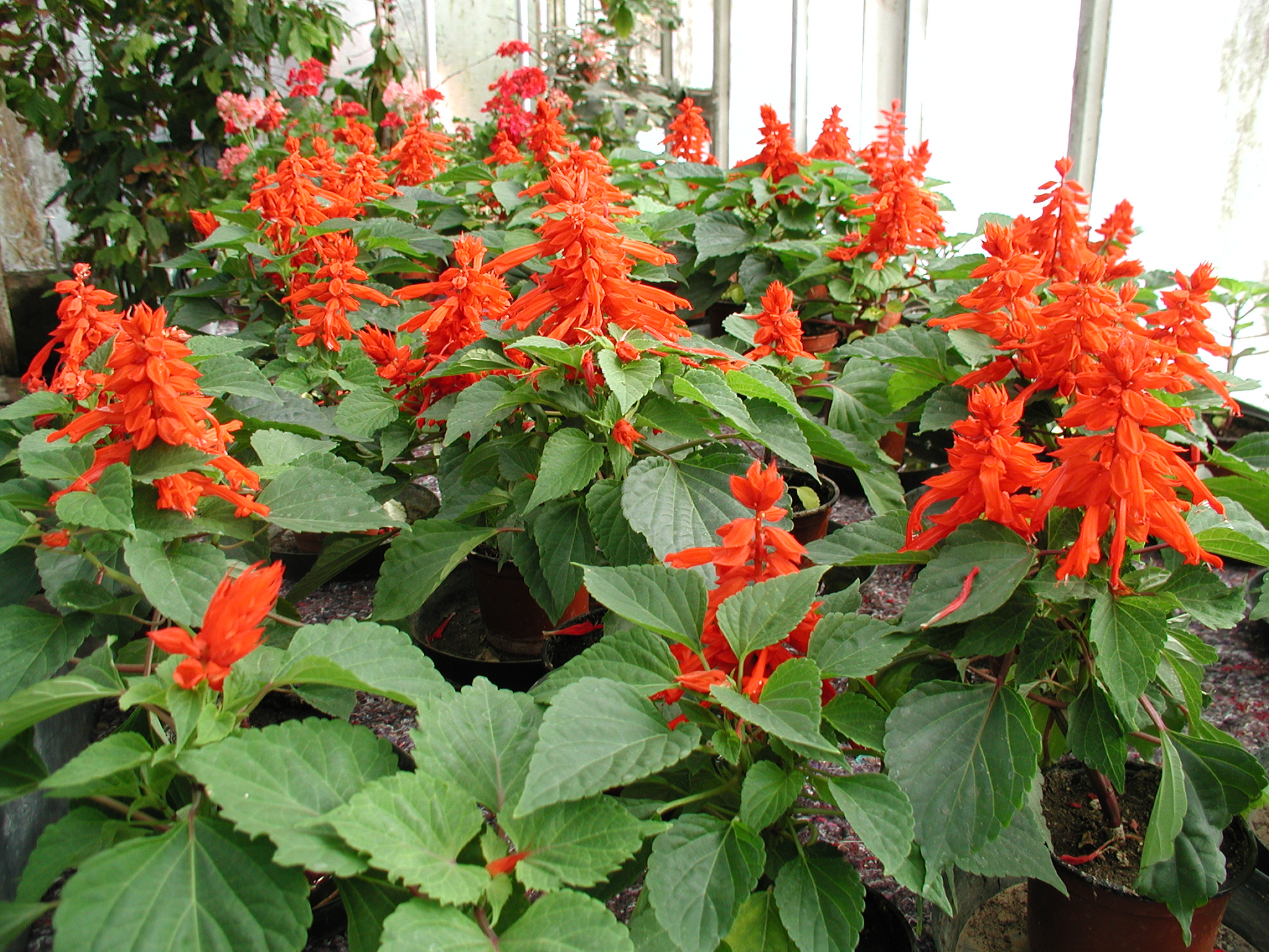 salvia_splendens1md
