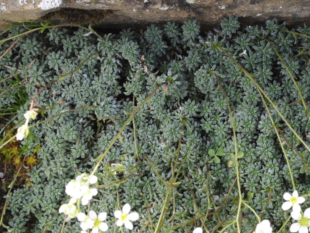 saxifraga_caesia2md