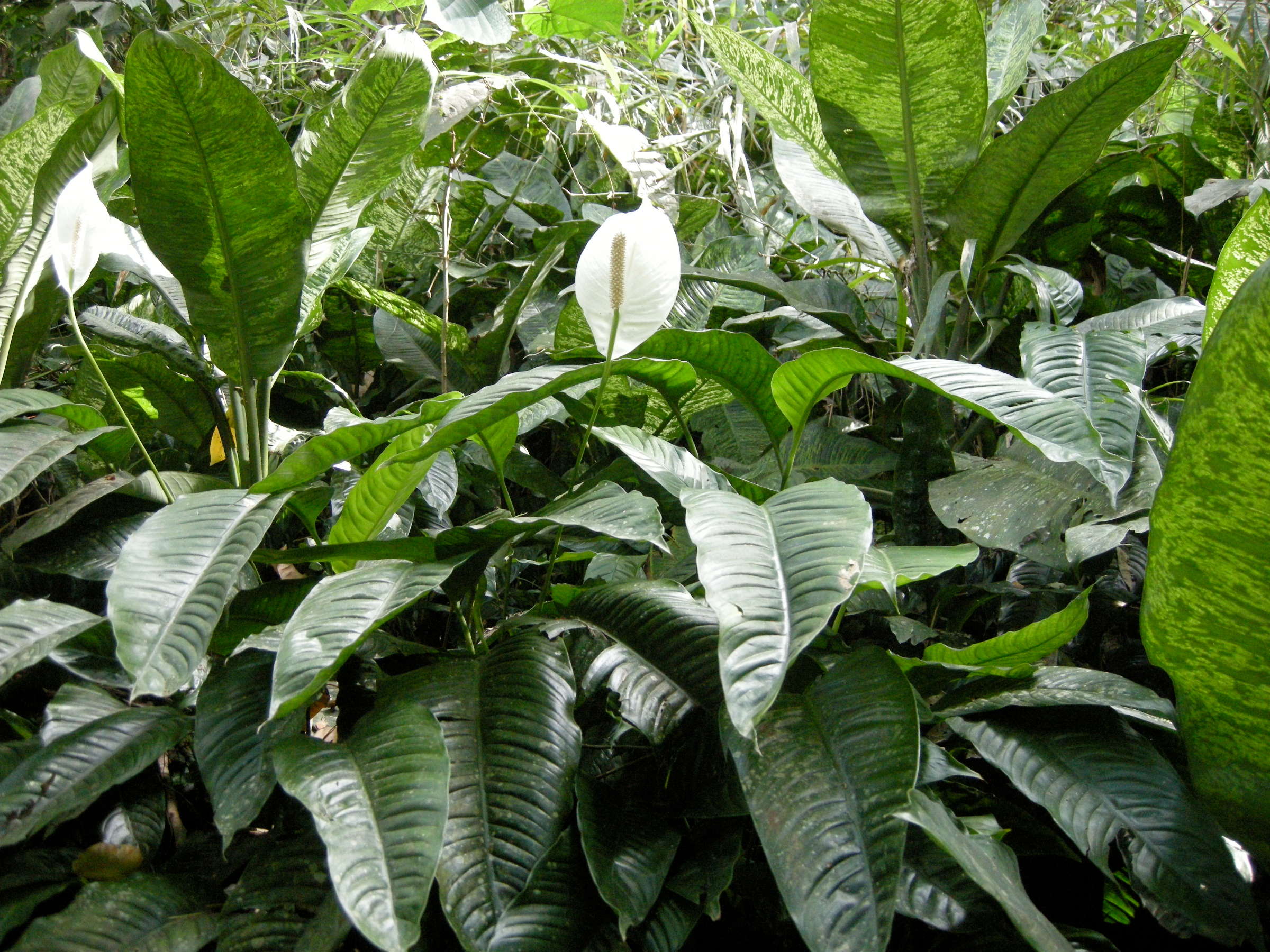 spathiphyllum_wallisii1amd