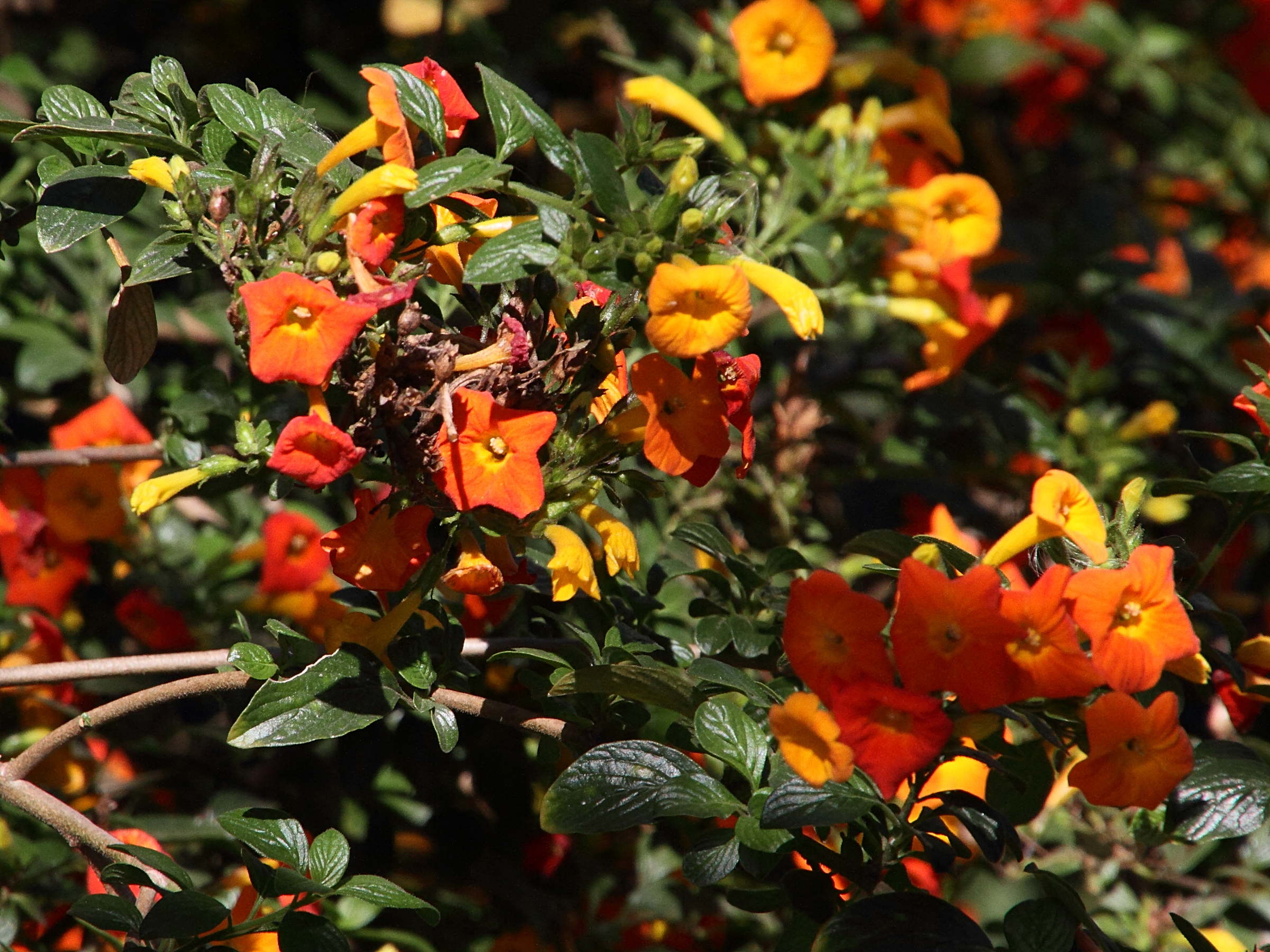 streptosolen_jamesonii2md