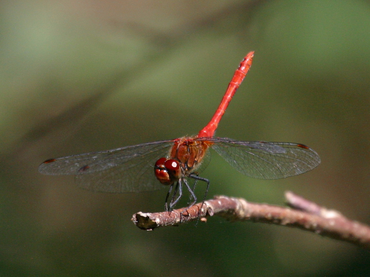 Afficher le média sympetrum_sanguineum4bbd sympetrum_sanguineum4bbd