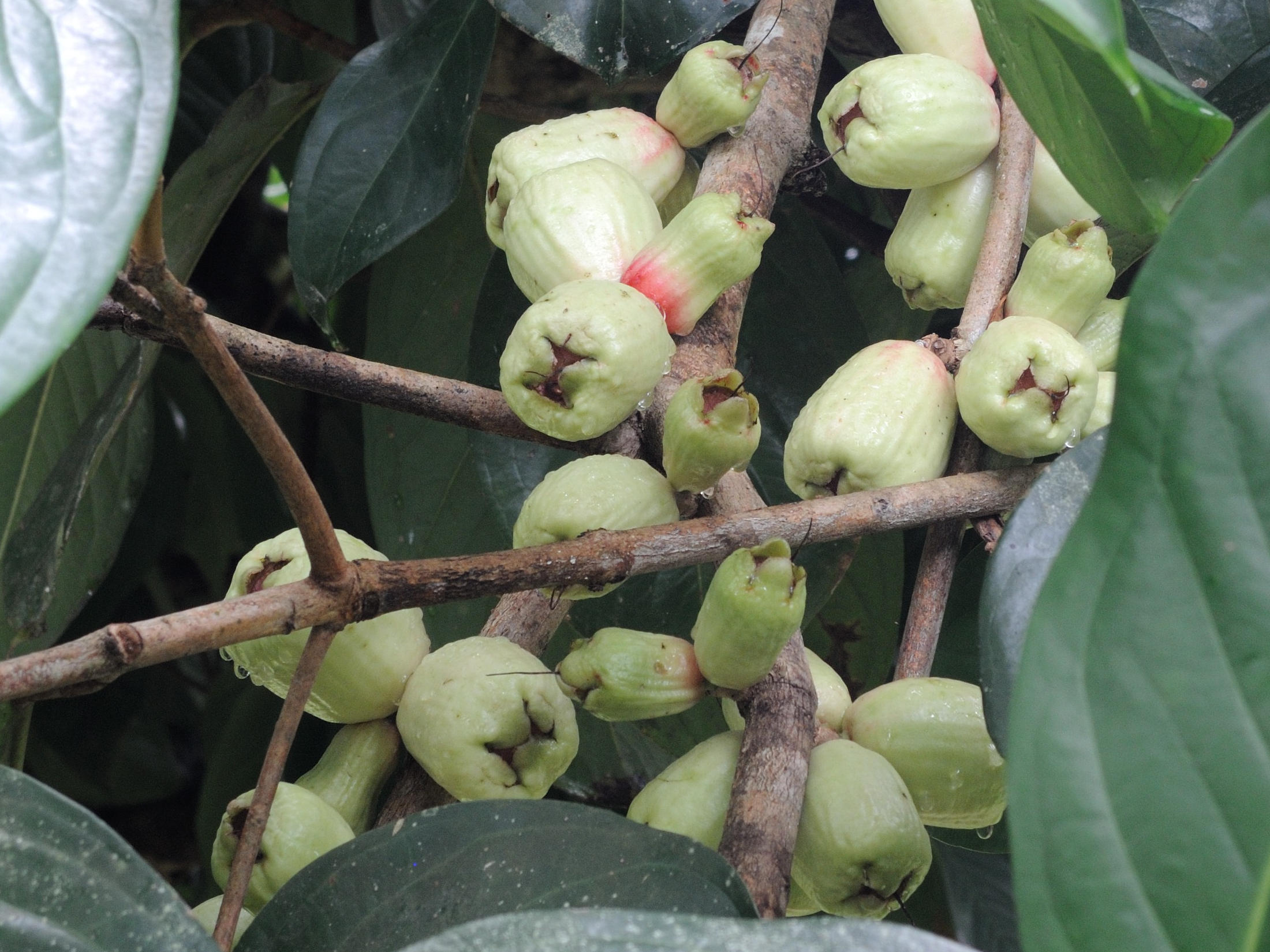 Afficher le média syzygium_malaccense6md syzygium_malaccense6md