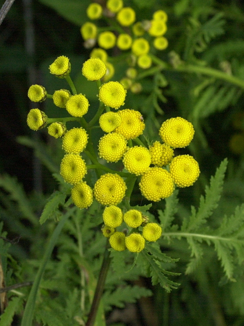 tanacetum_vulgare2md