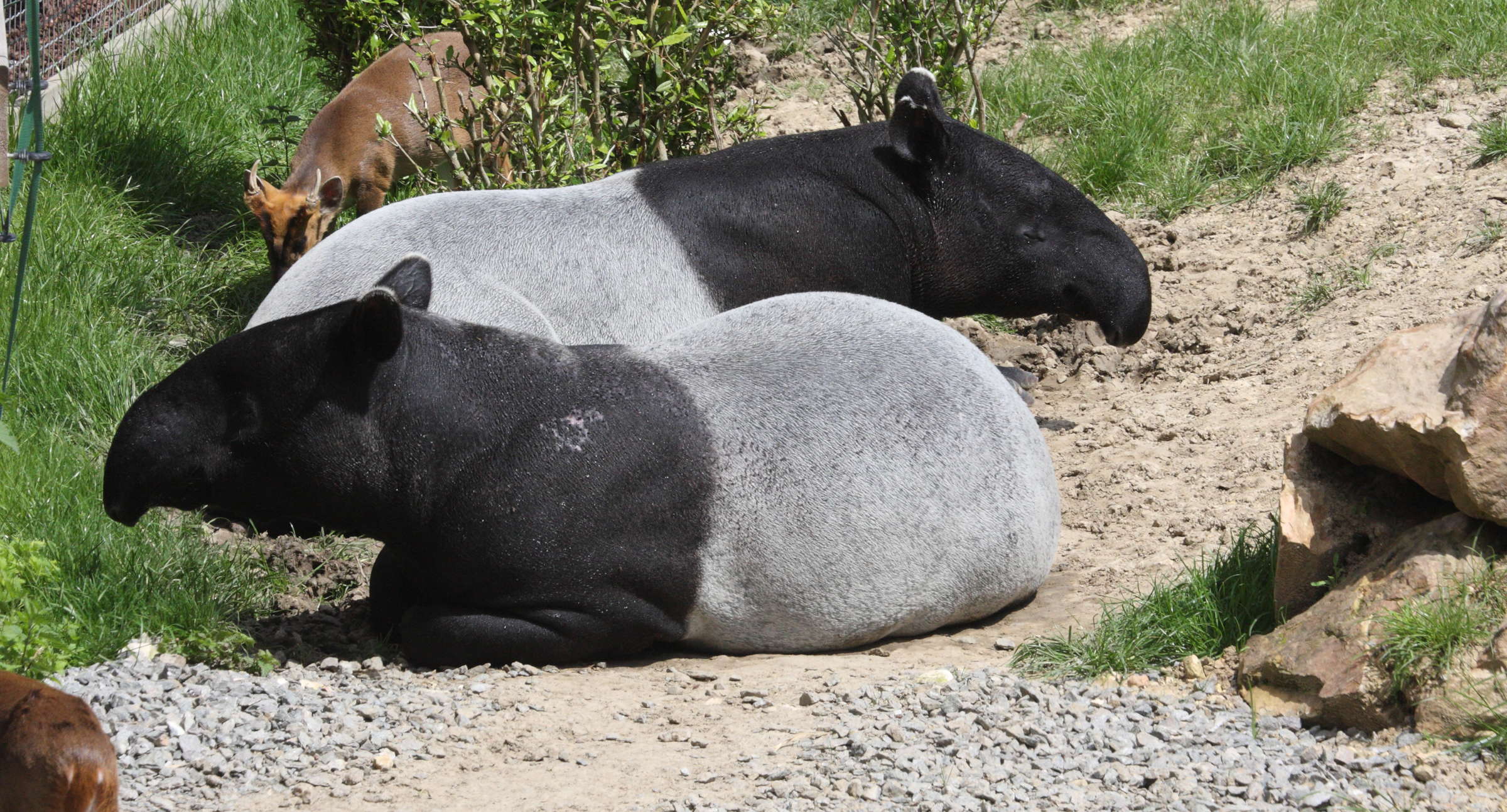 tapirus_indicus2md