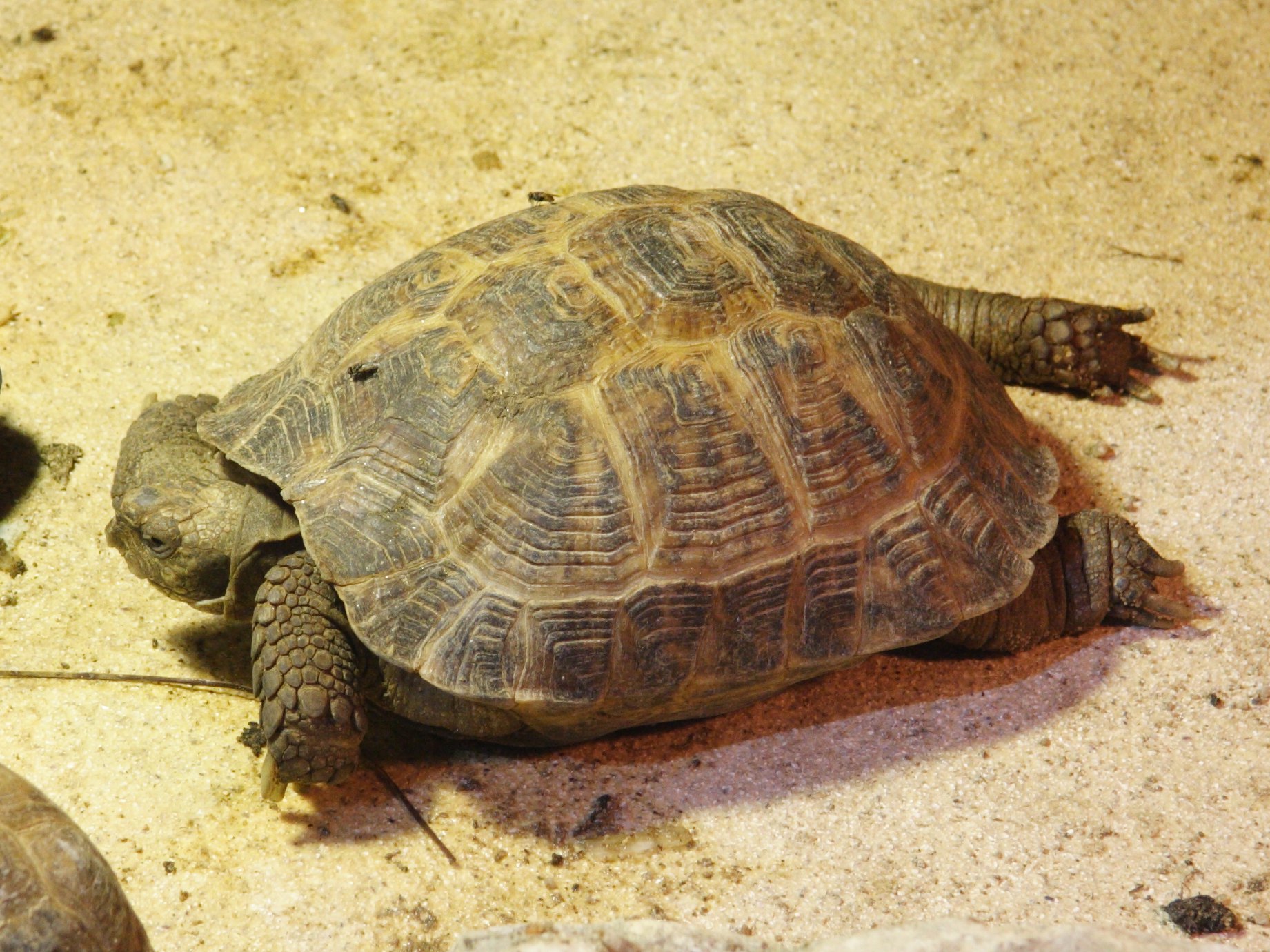 testudo_horsfieldii1bmd