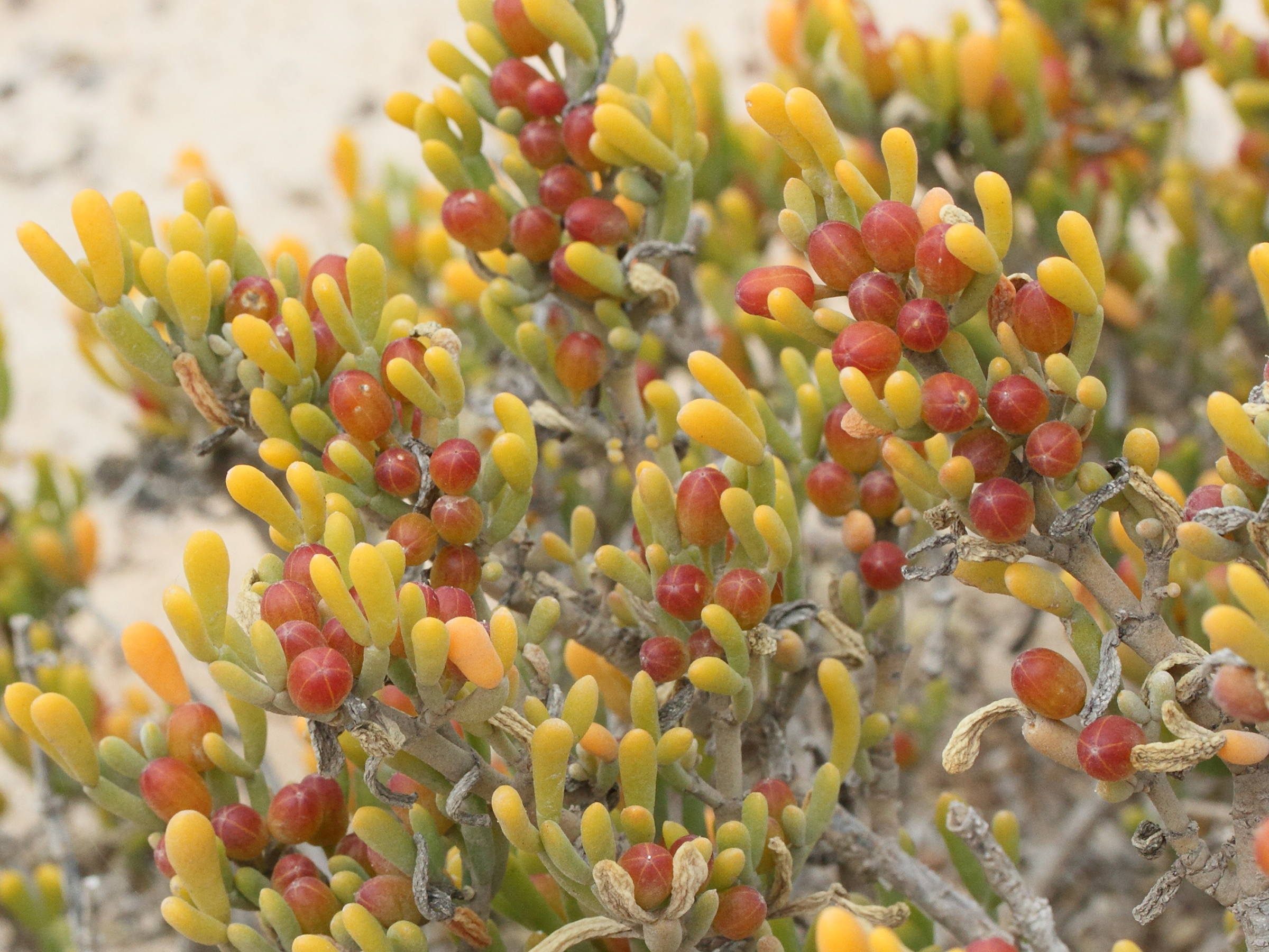 tetraena_fontanesii6md