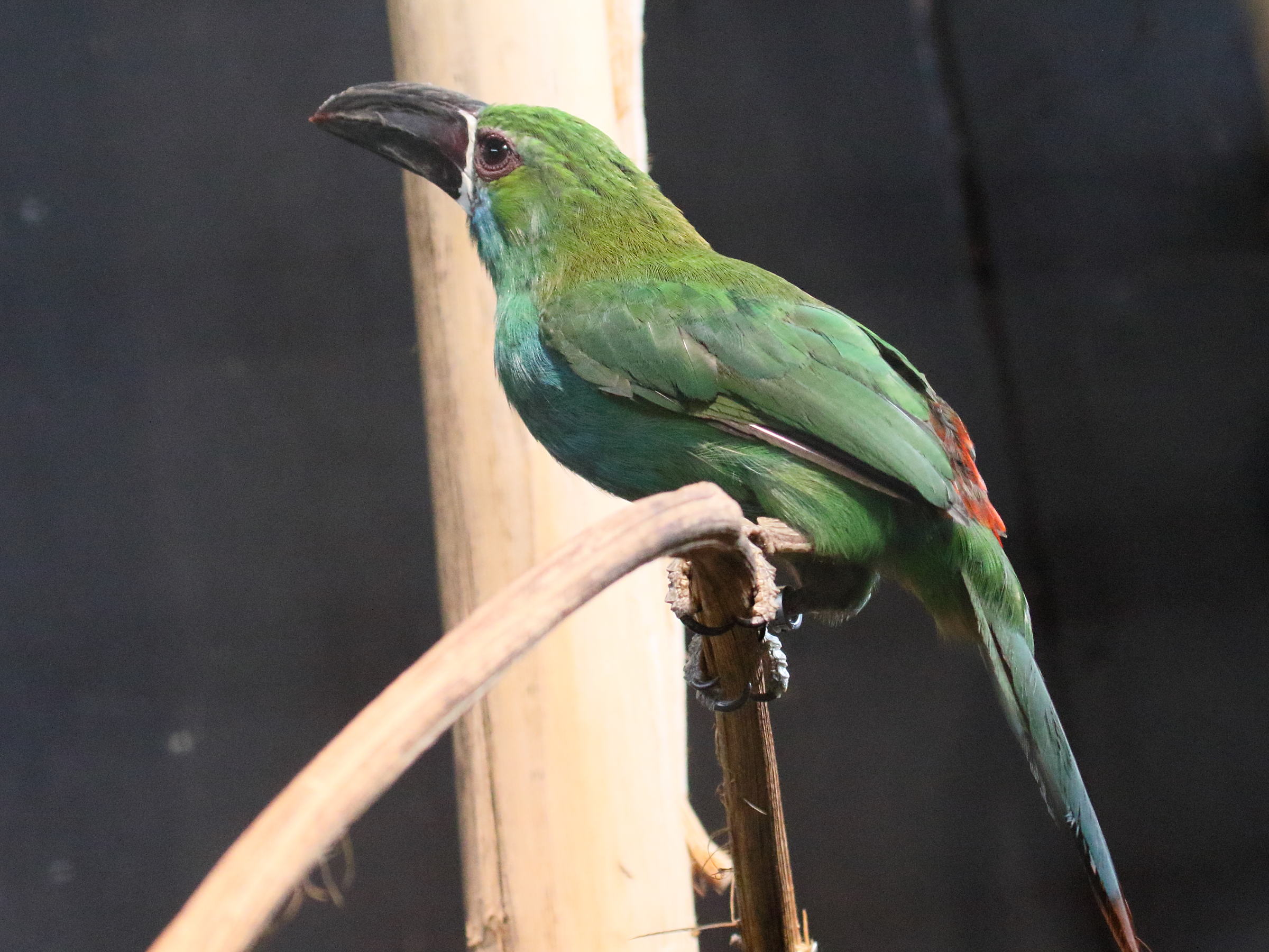 Afficher le média toucanet_a_croupion_rouge_-_aulacorhynchus_haematopygus1bbd toucanet_a_croupion_rouge_-_aulacorhynchus_haematopygus1bbd