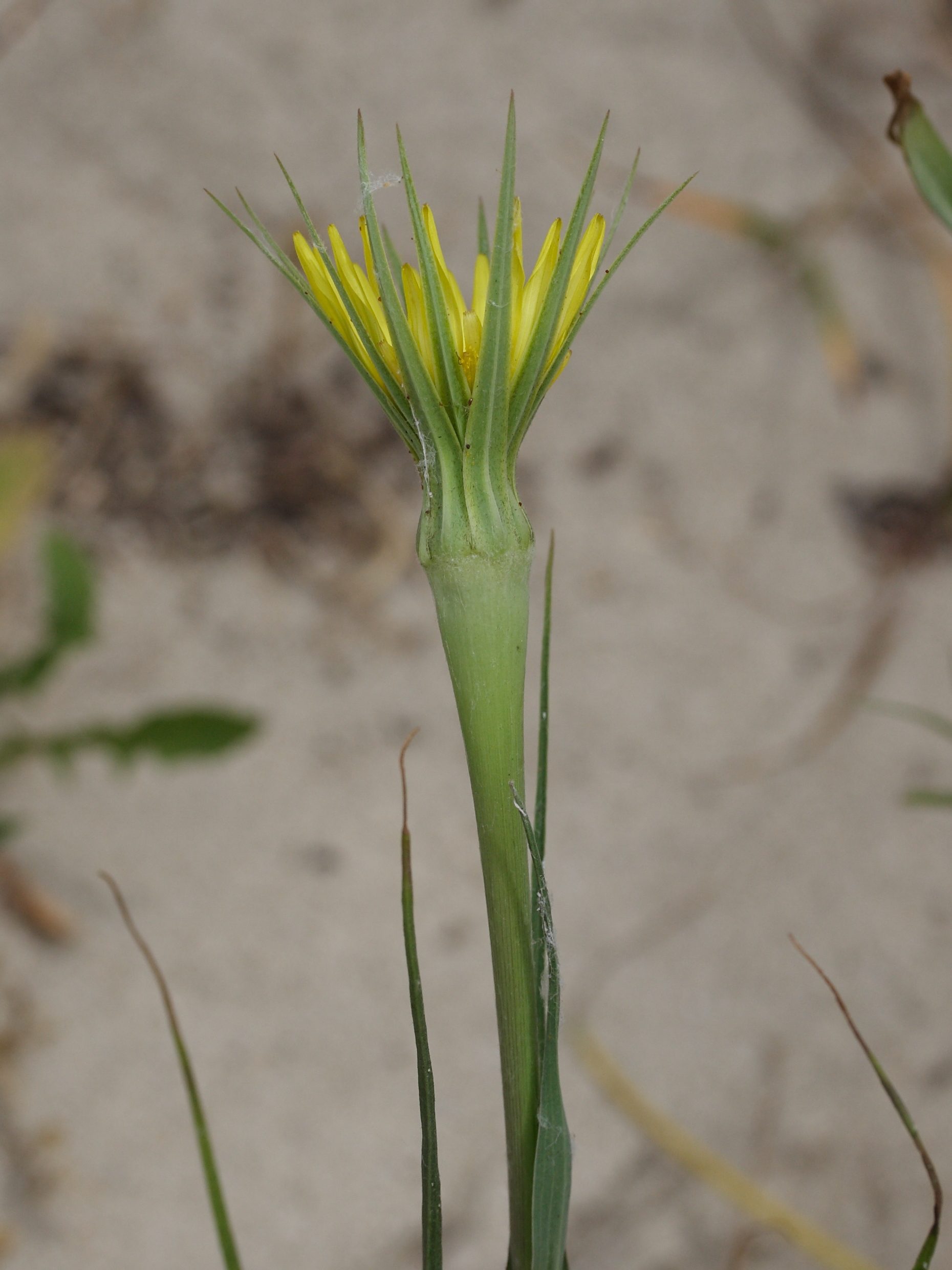 Afficher le média tragopogon_dubius2md tragopogon_dubius2md