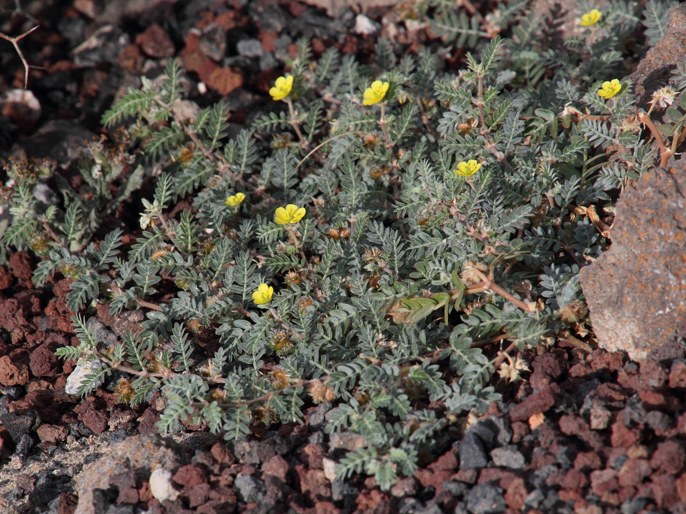 Afficher le média tribulus_terrestris4md tribulus_terrestris4md