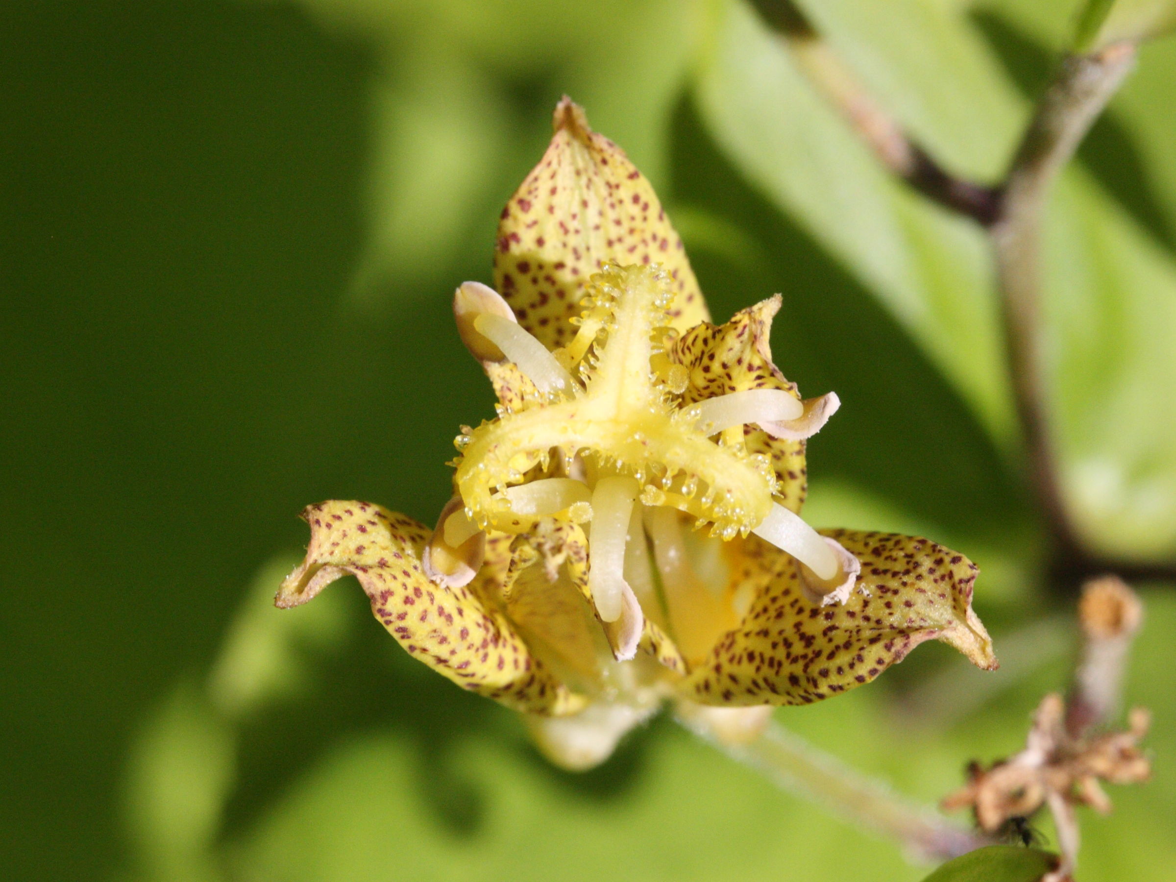 Afficher le média tricyrtis_latifolia3md tricyrtis_latifolia3md