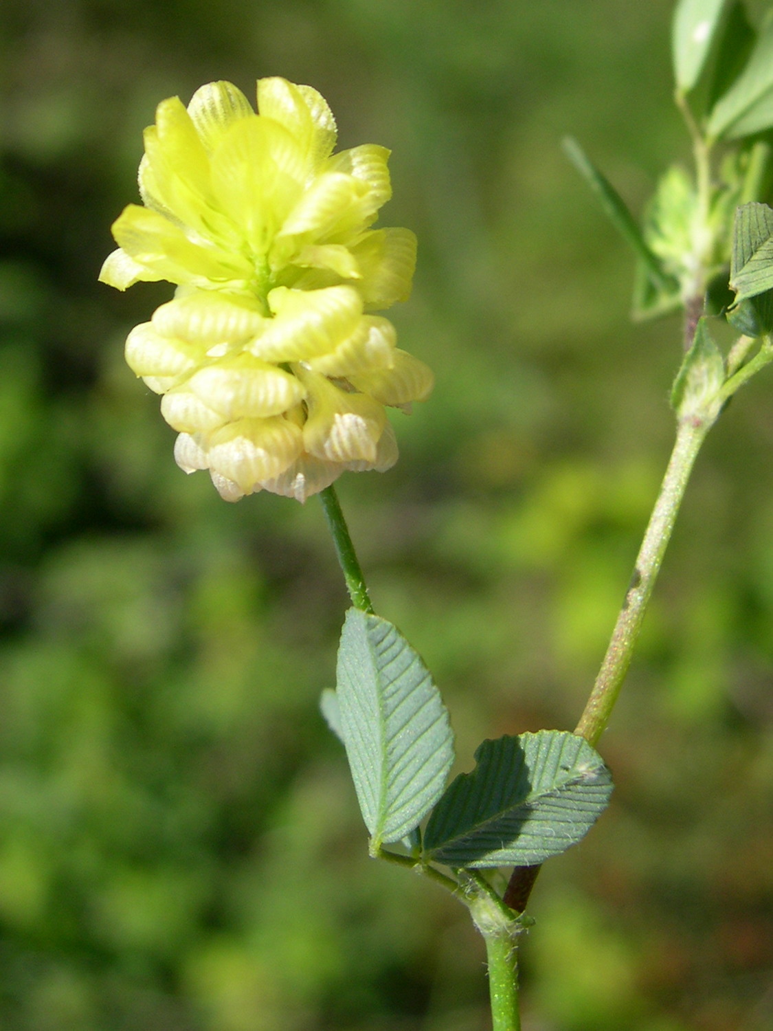 trifolium_campestre1md