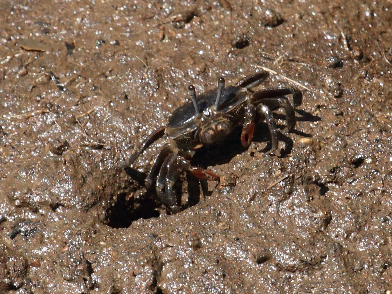 Afficher le média uca_annulipes6bd uca_annulipes6bd