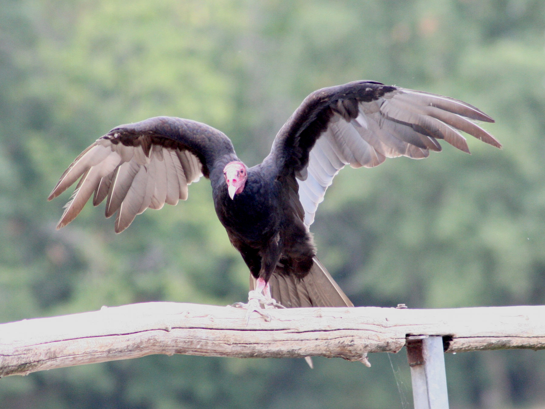 Afficher le média urubu_a_tete_rouge_-_cathartes_aura2md urubu_a_tete_rouge_-_cathartes_aura2md