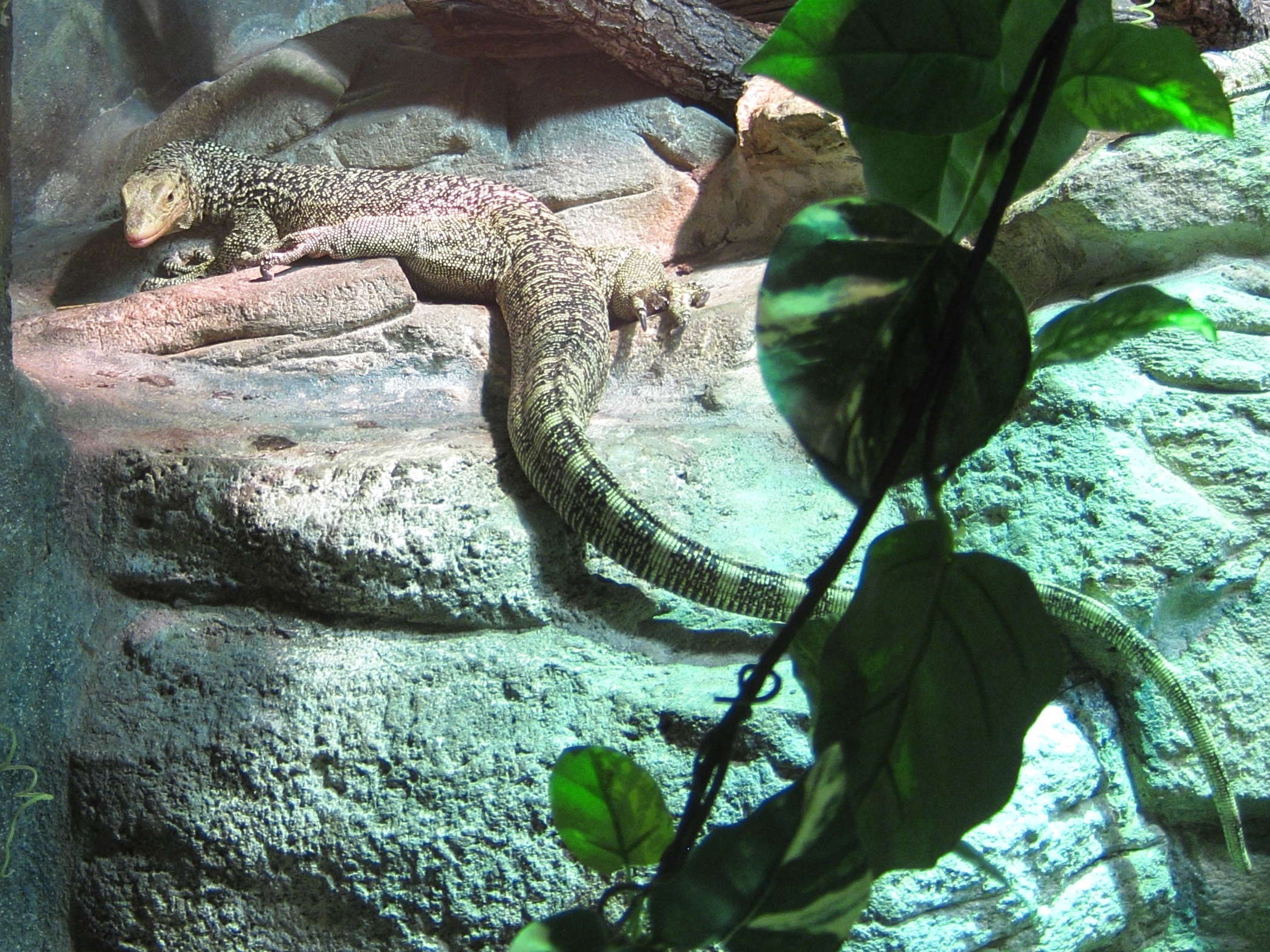 varanus_melinus3bd