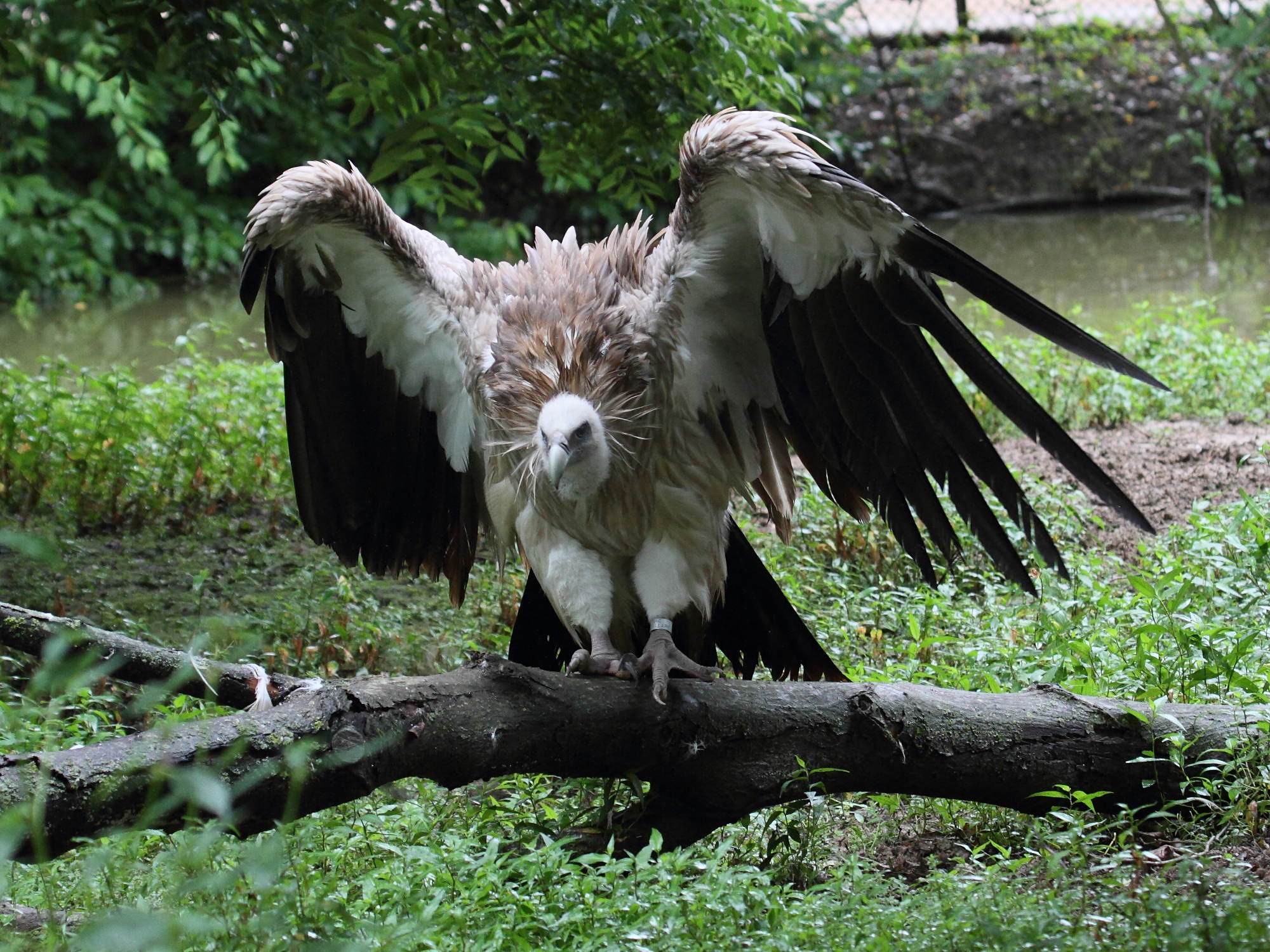 vautour_de_l-himalaya_-_gyps_himalayensis3bd