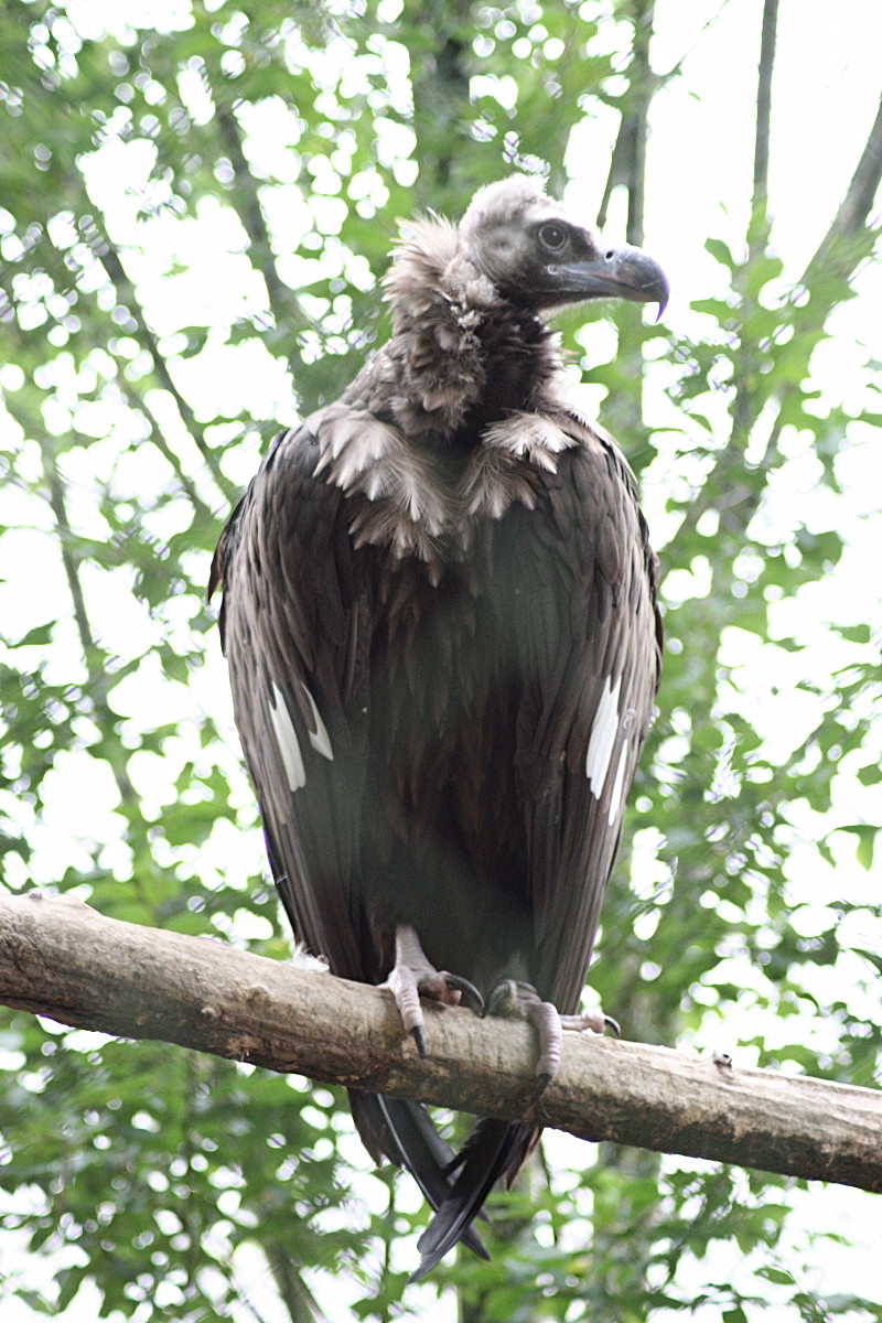 vautour_moine_-_aegypius_monachus1md