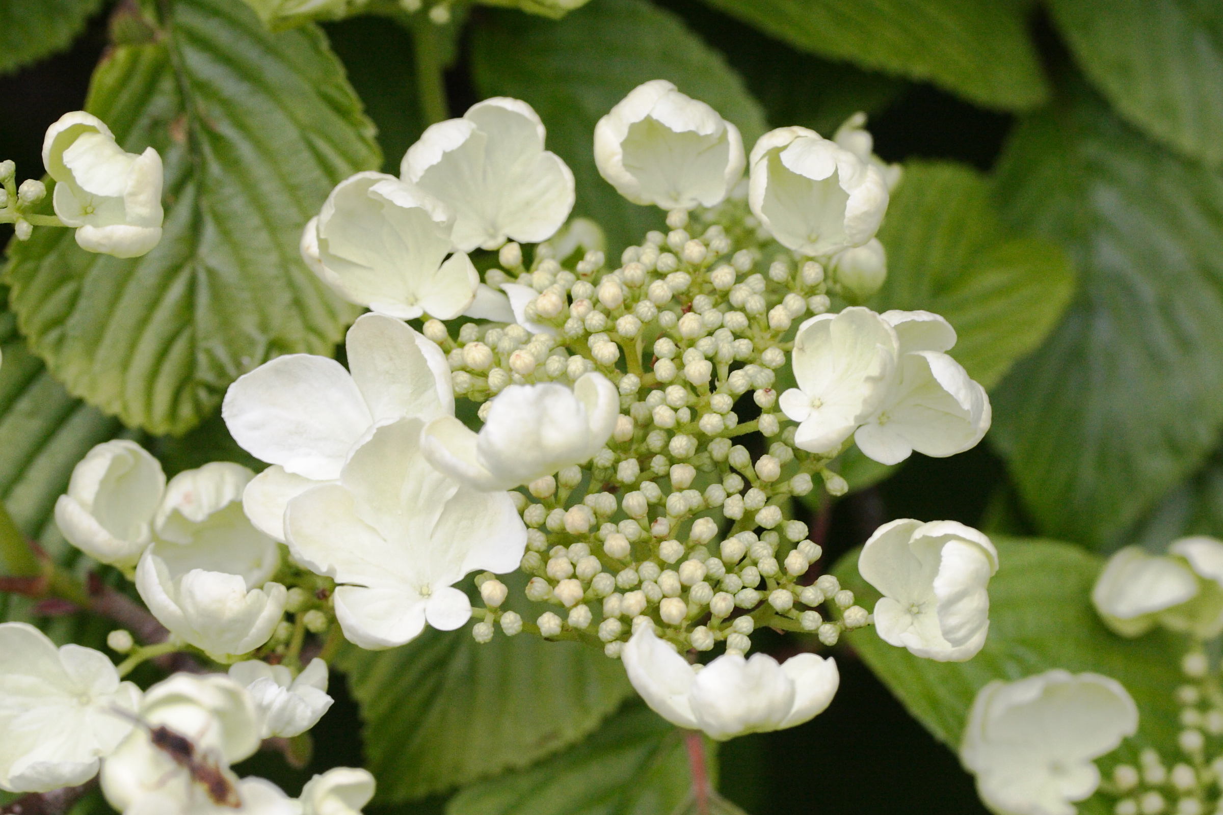 viburnum_plicatum2md