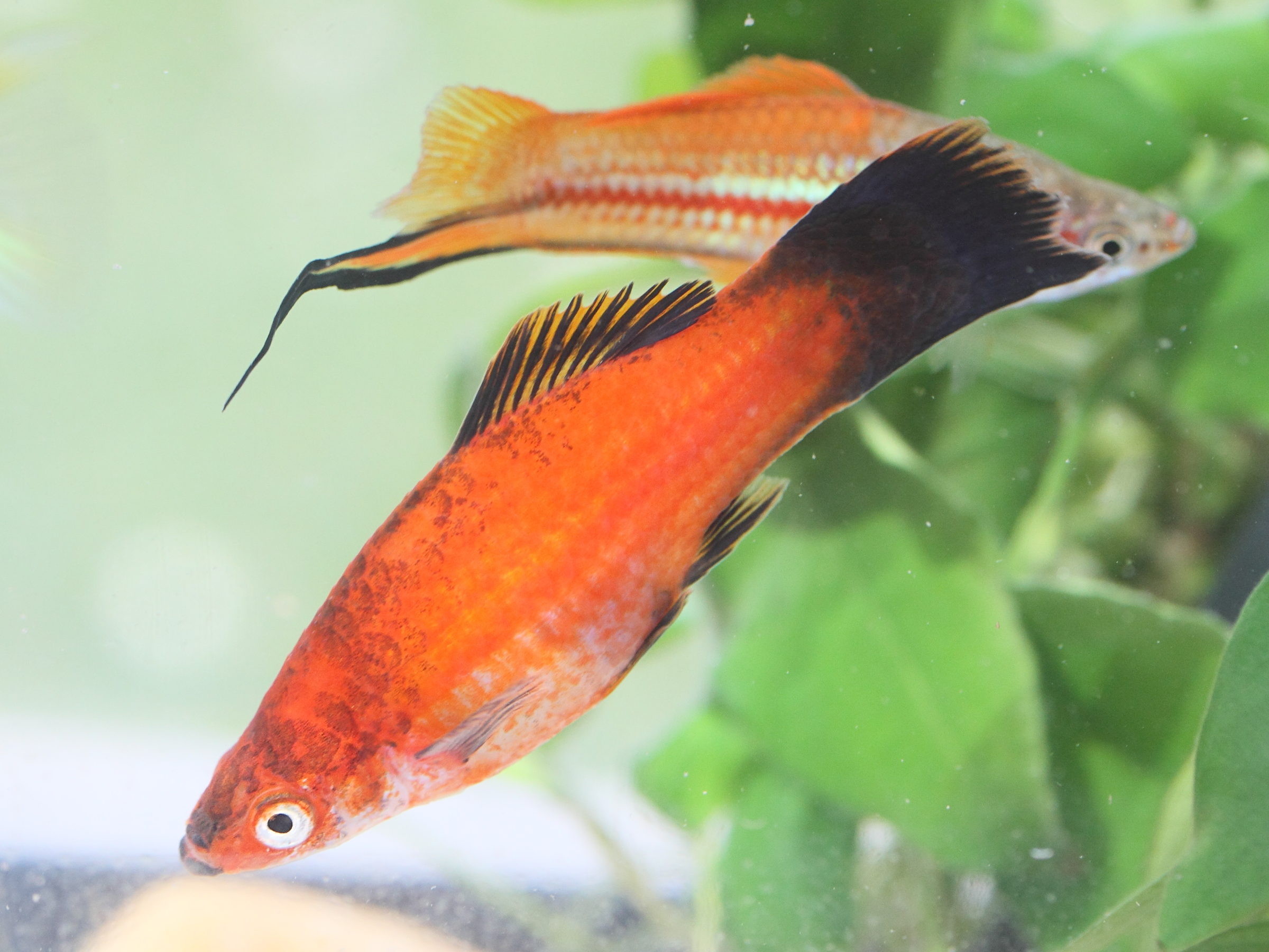 xiphophorus_hellerii2md