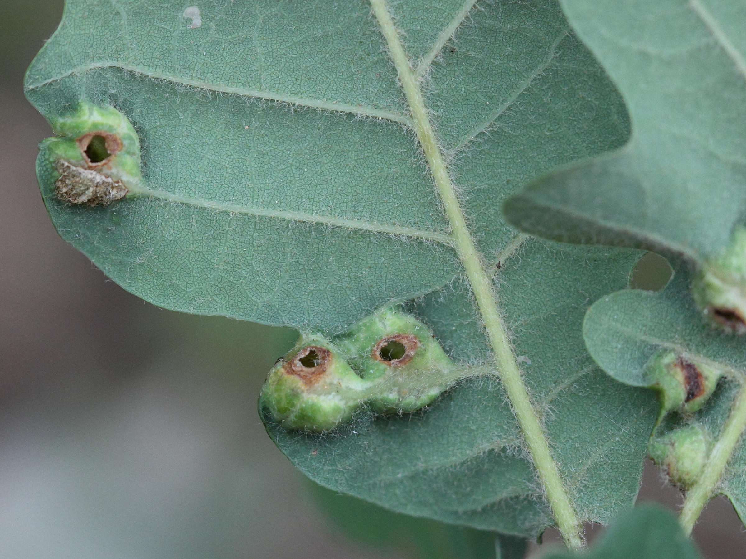 andricus_curvator_galle2md