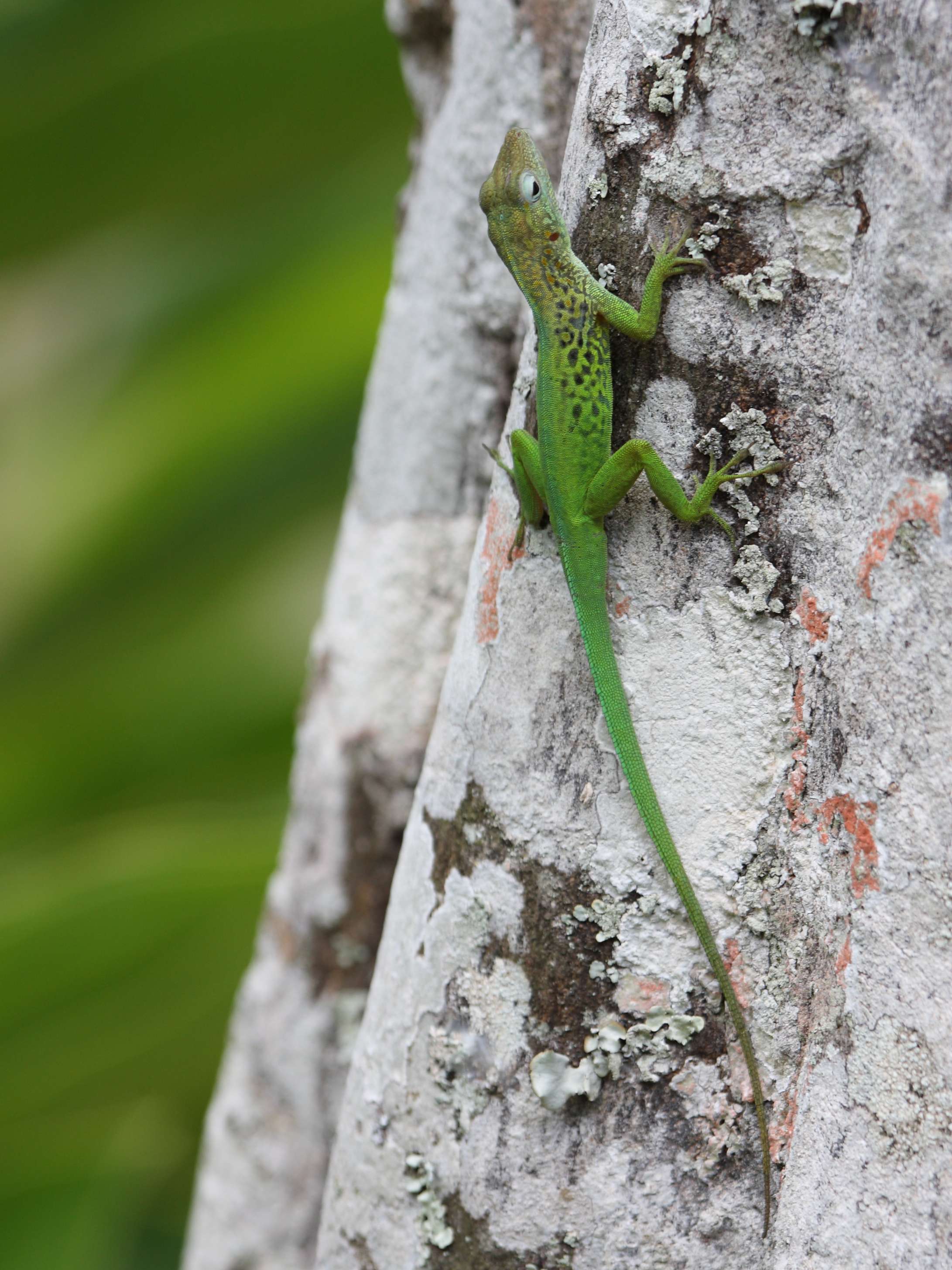 Afficher le média anolis_marmoratus2sd anolis_marmoratus2sd