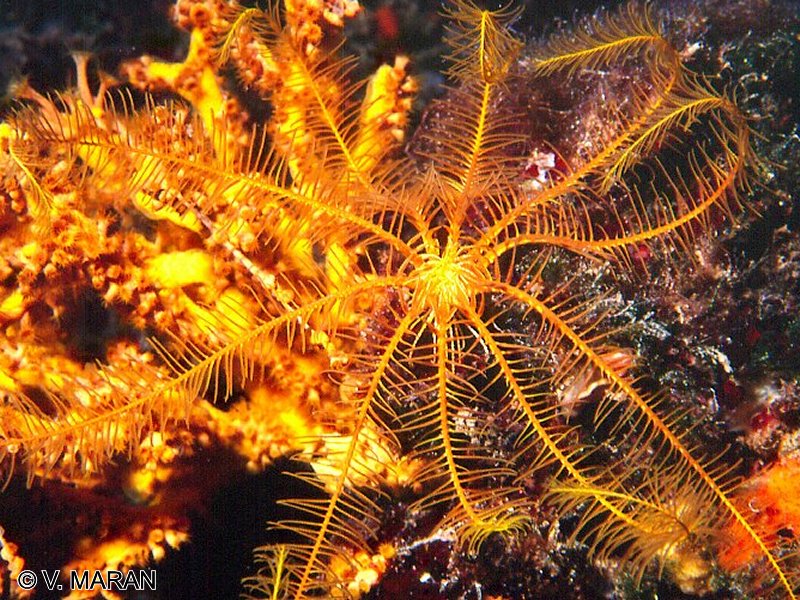 Afficher le média antedon_mediterranea3vm antedon_mediterranea3vm