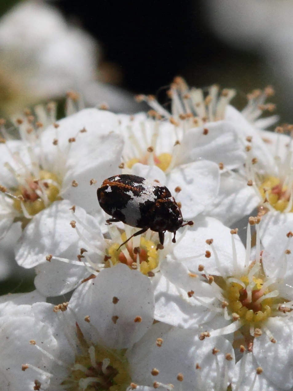 anthrenus_pimpinellae2bd