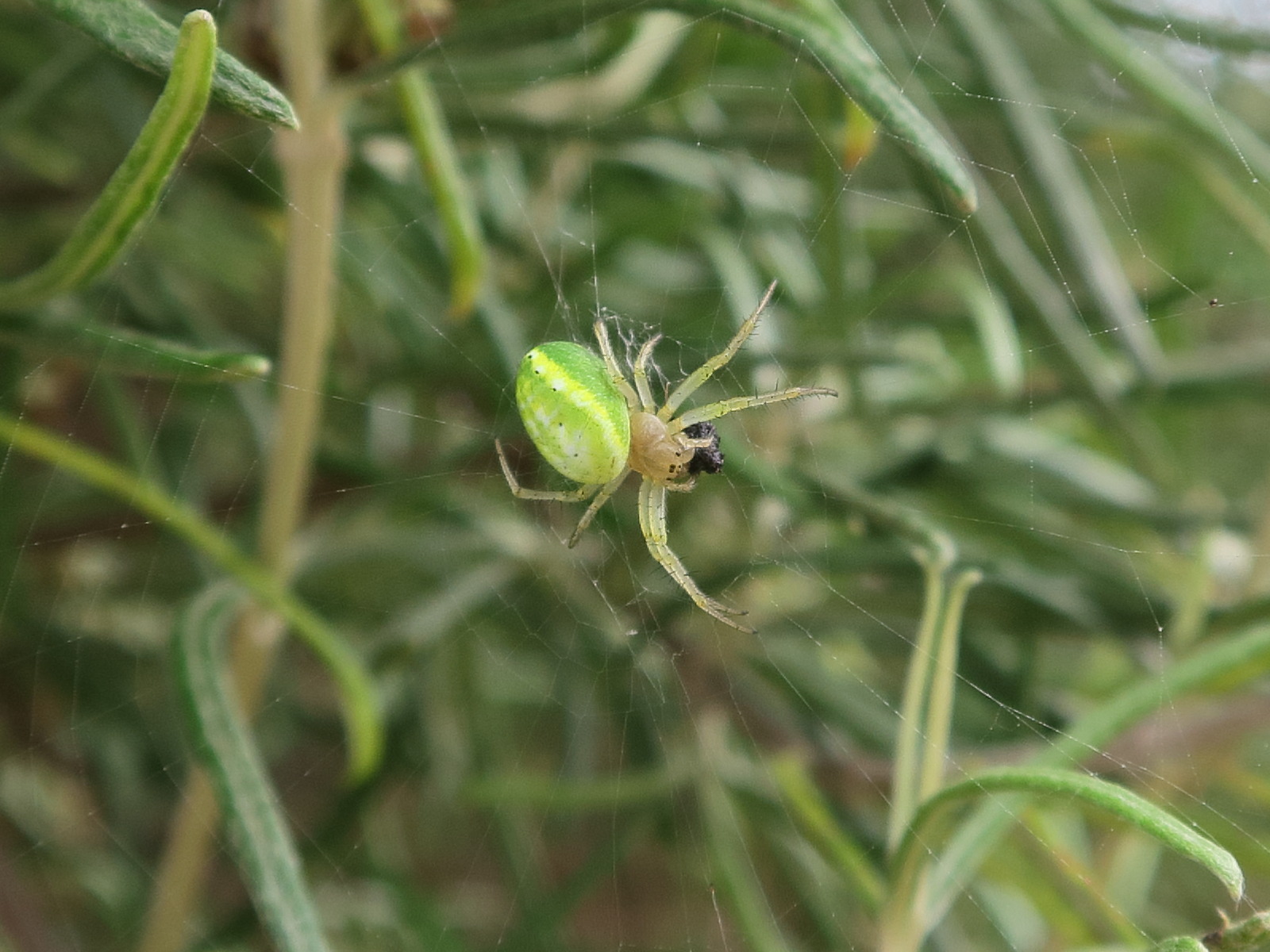 araniella_cucurbitina9md