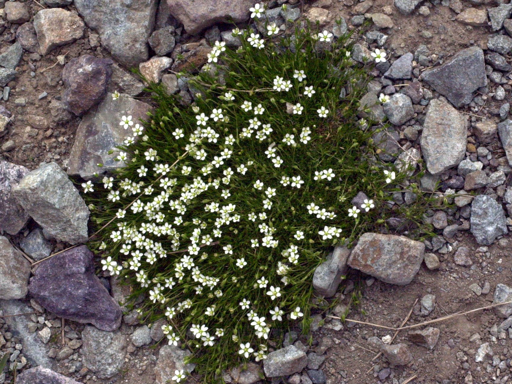 arenaria_grandiflora1md