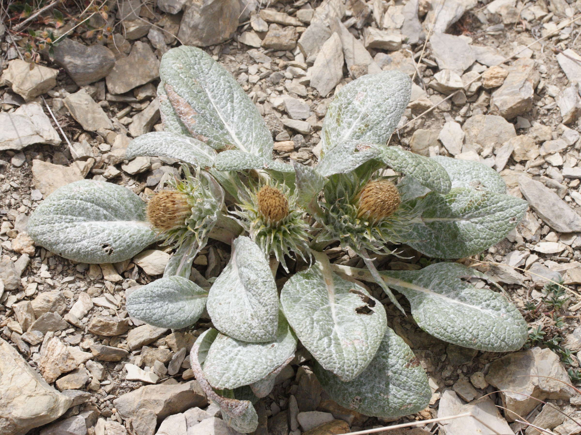 Afficher le média berardia_subacaulis4md berardia_subacaulis4md