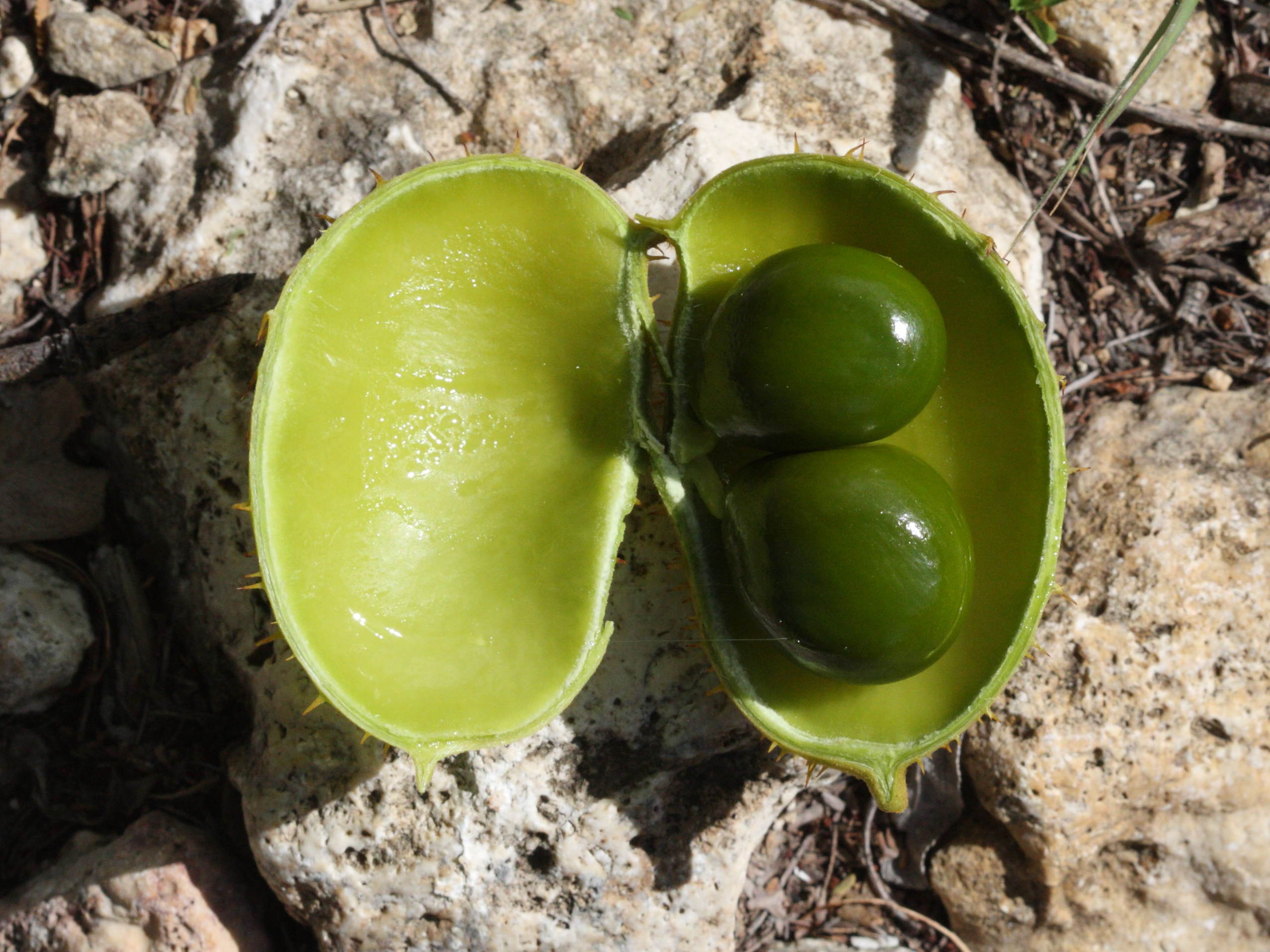 caesalpinia_ciliata3md