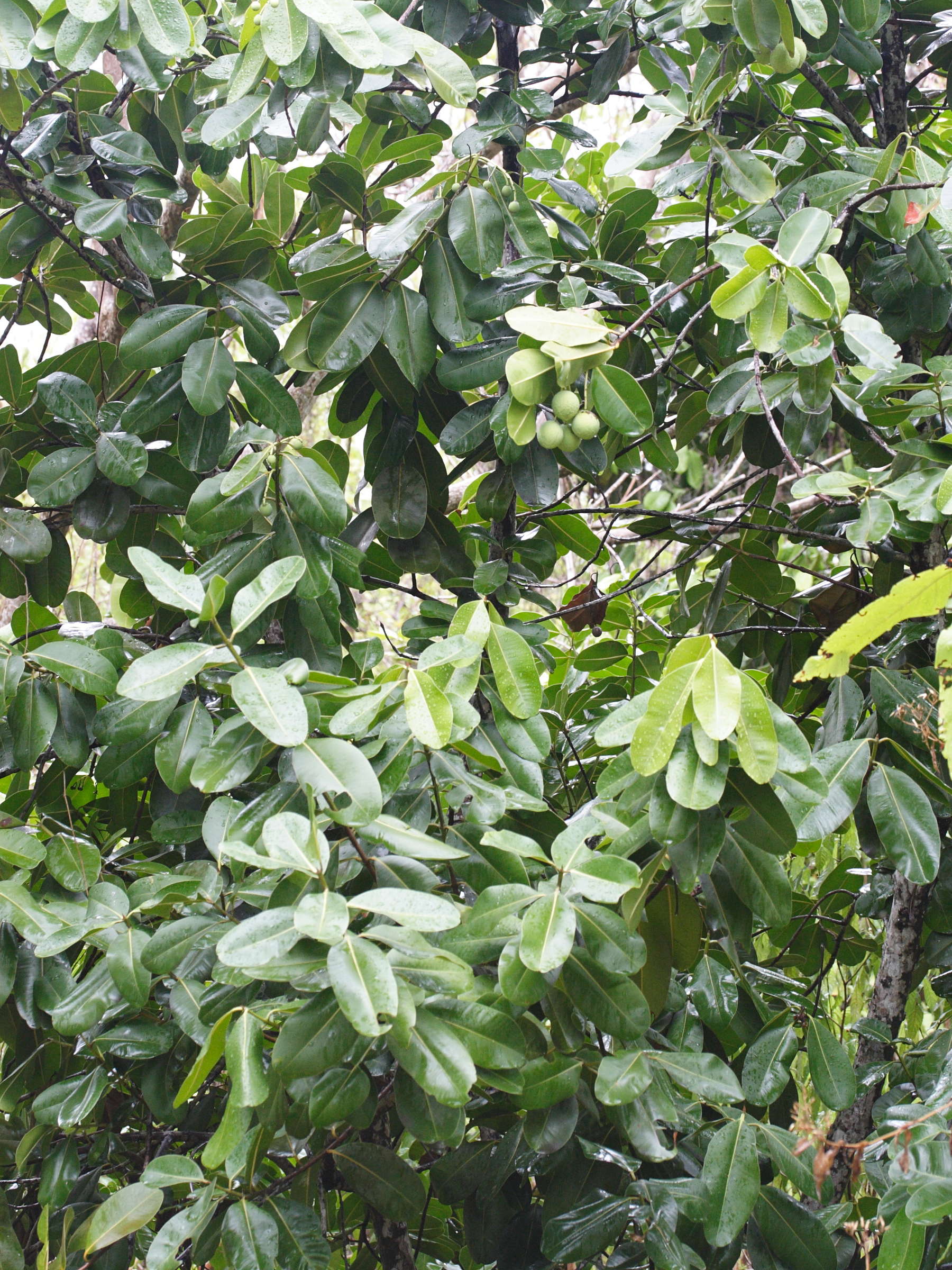 calophyllum_calaba5md