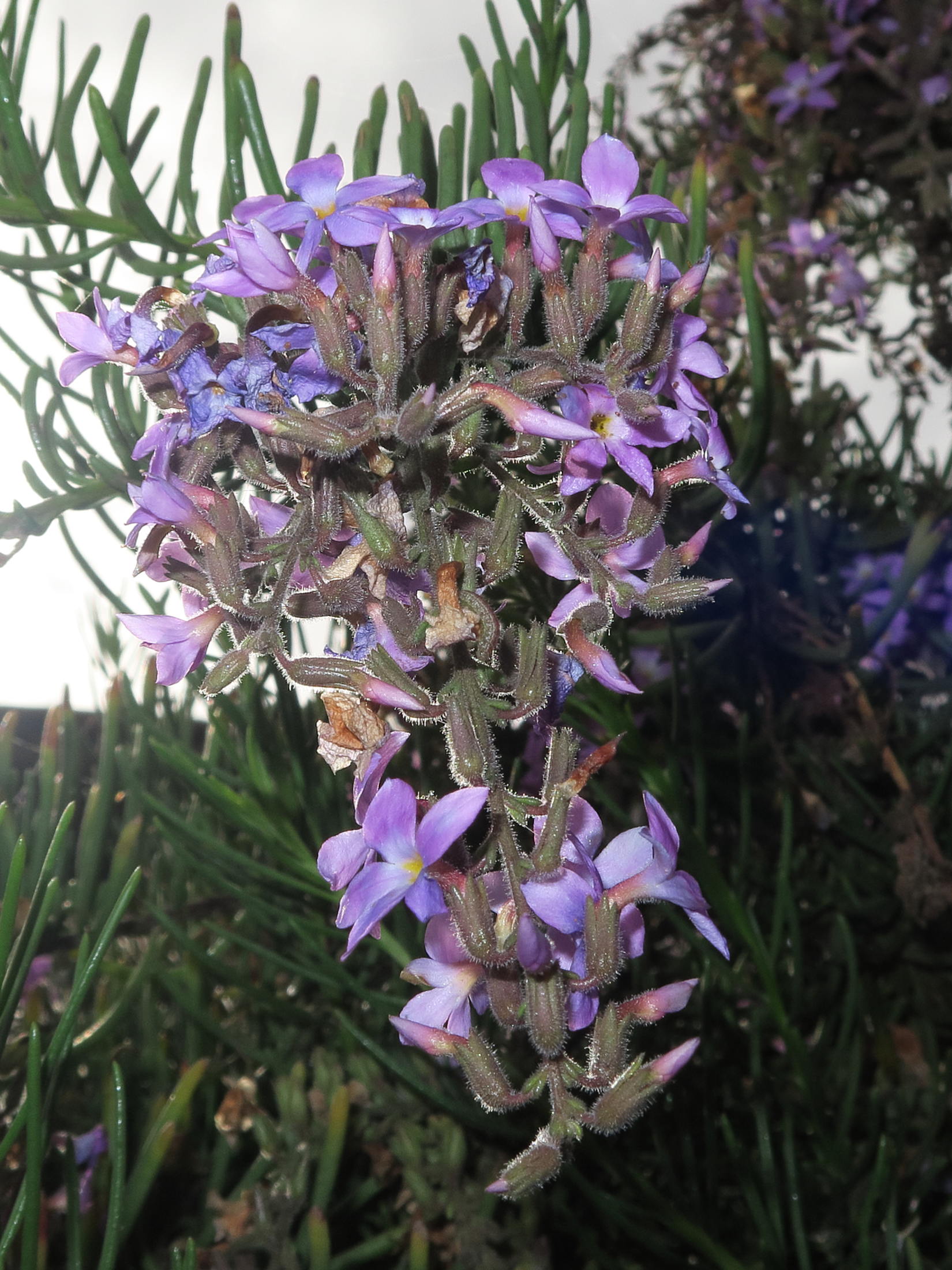 Afficher le média campylanthus_salsoloides4md campylanthus_salsoloides4md