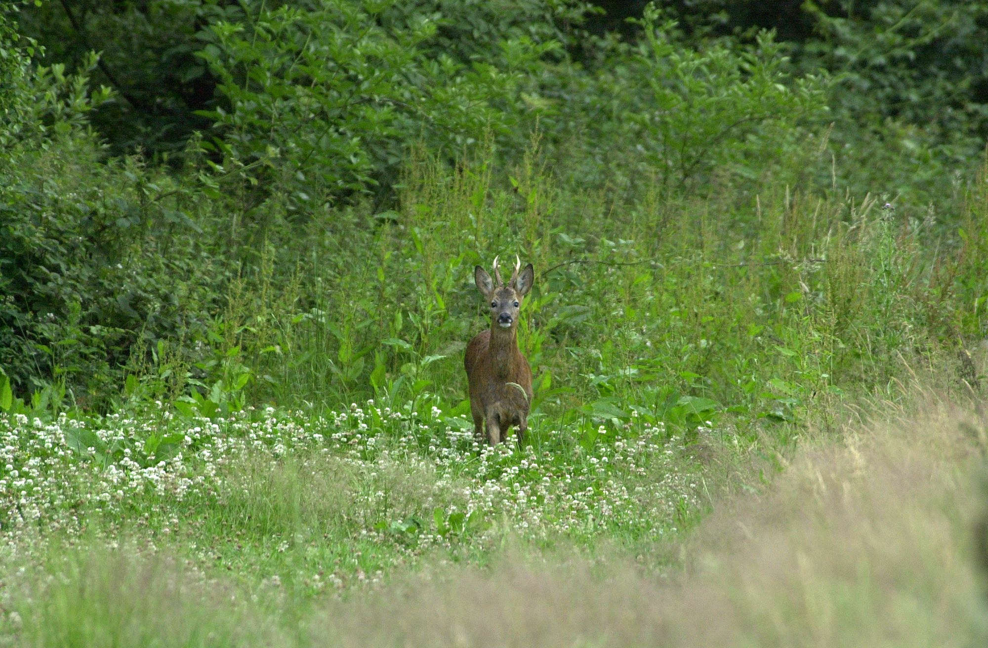 capreolus_capreolus2md