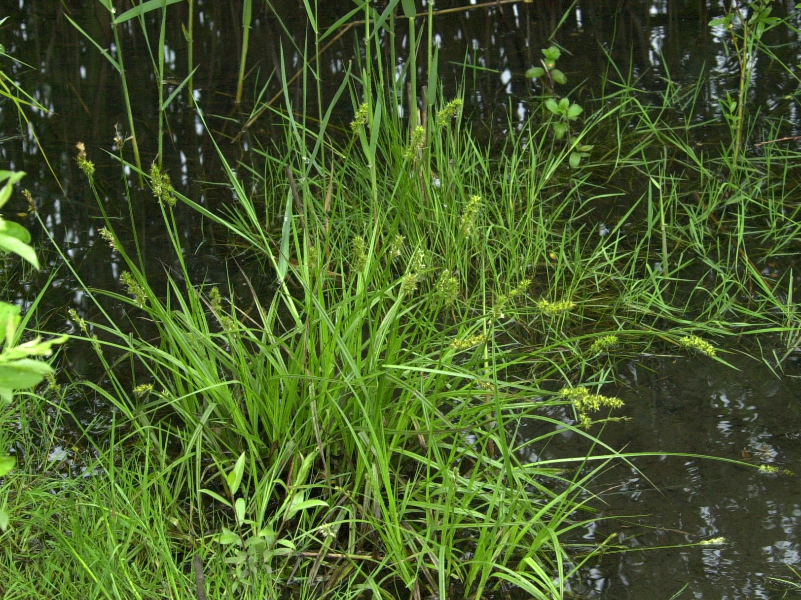 carex_vulpina1md