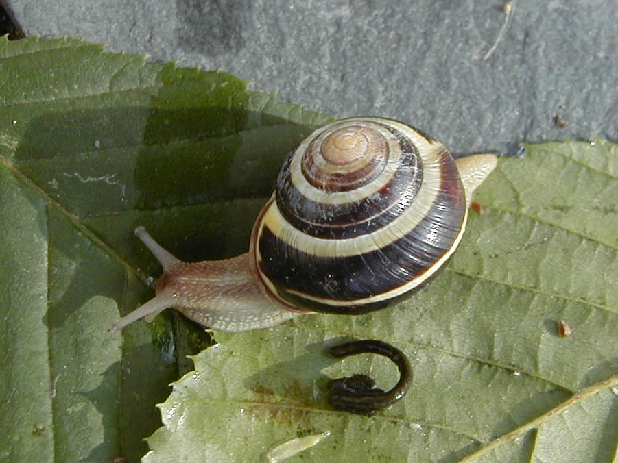 cepaea_nemoralis1bmd