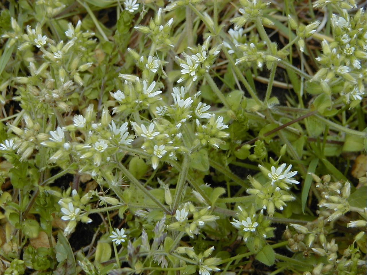 cerastium_glomeratum2md