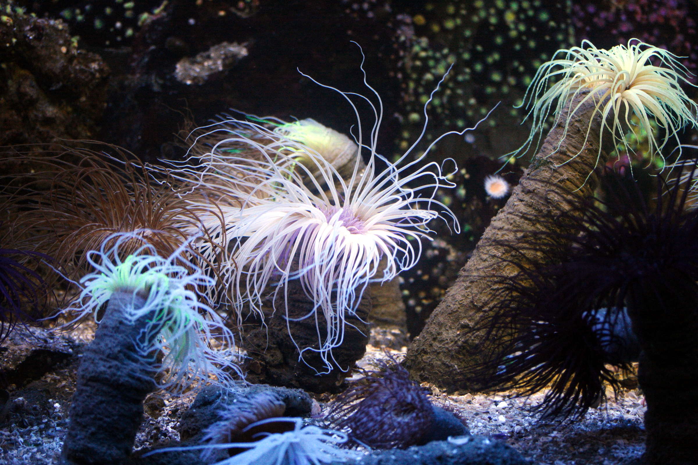 cerianthus_membranaceus3md