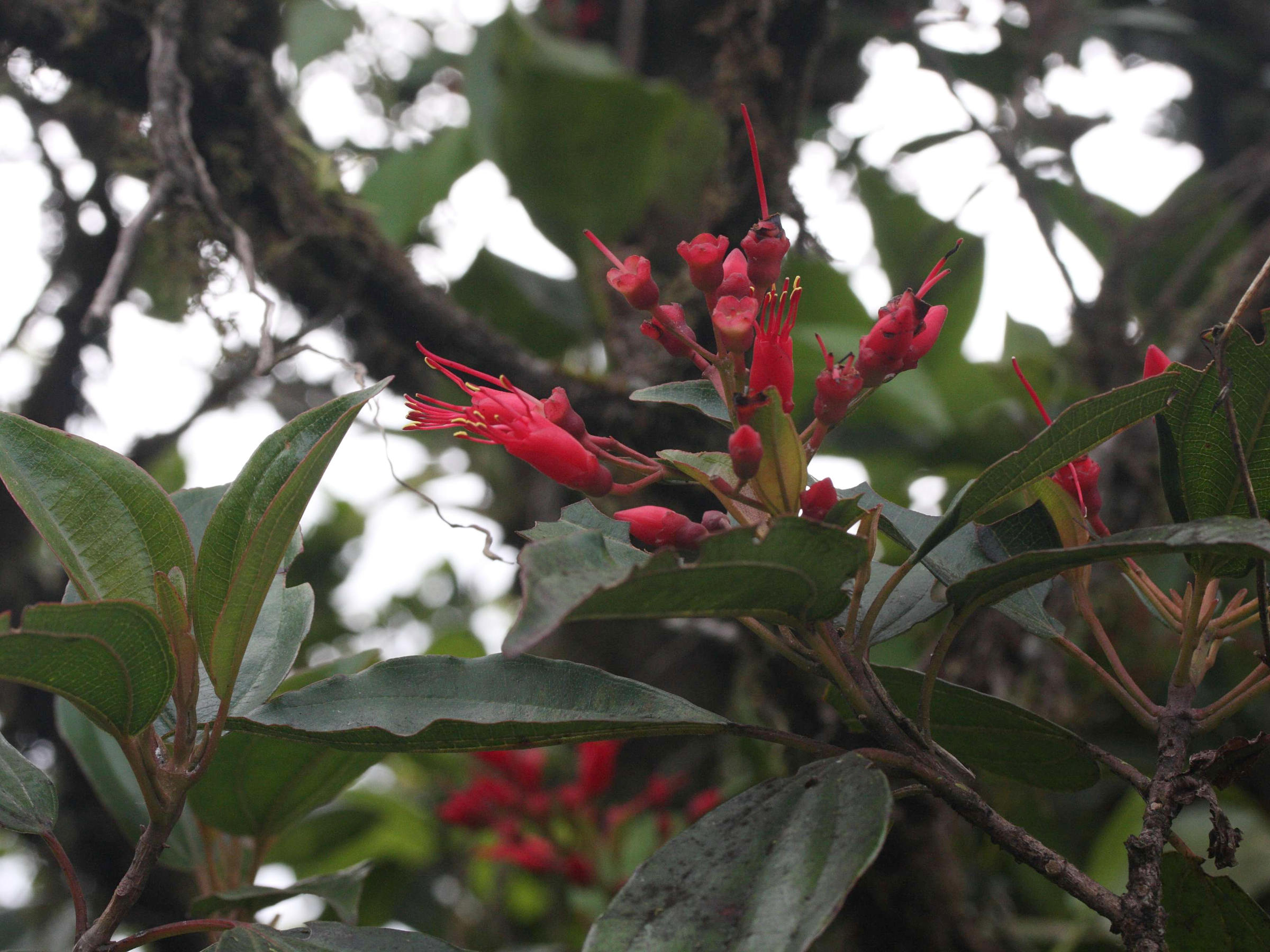 charianthus_alpinus3md